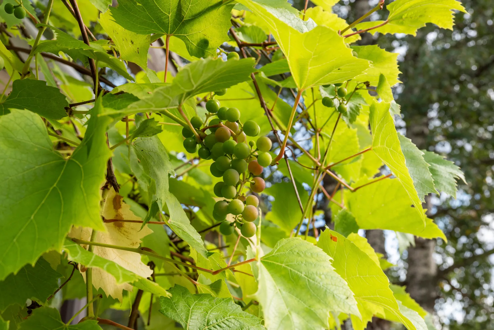 Fritidshus, Addarsnäs 9, Addarsnäs, Norrtälje