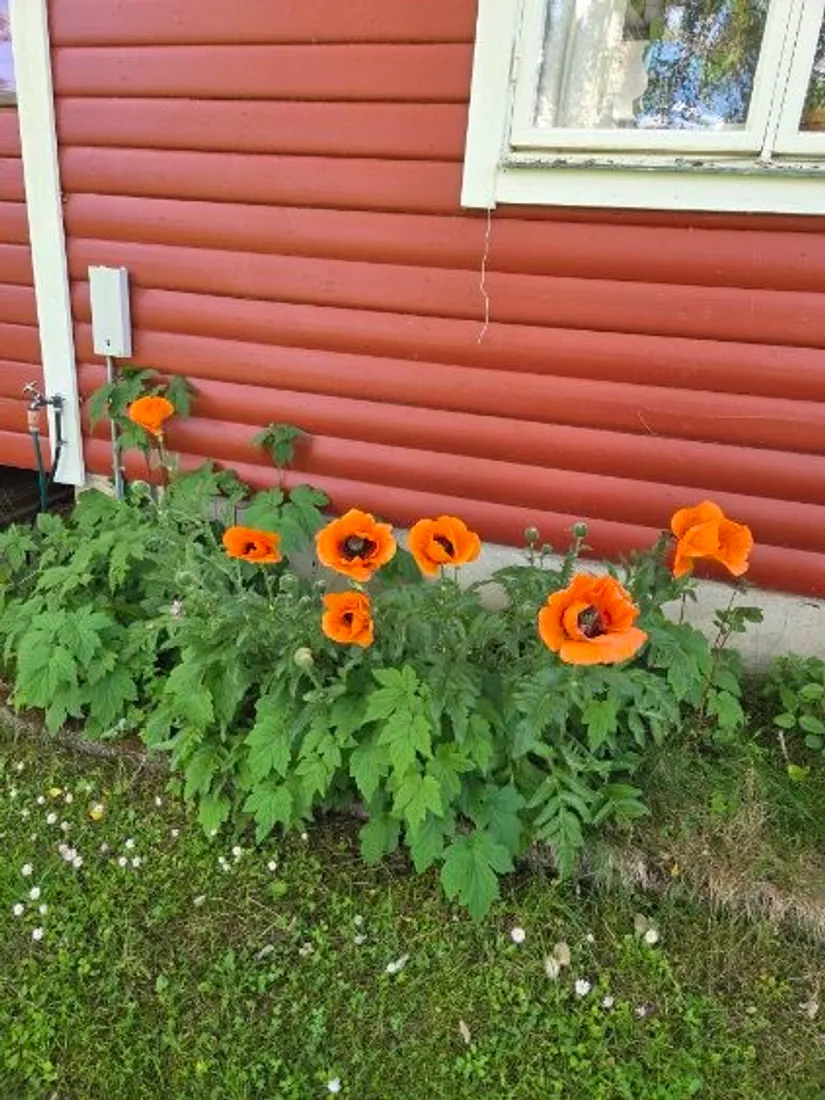 Fritidshus, Addarsnäs 9, Addarsnäs, Norrtälje