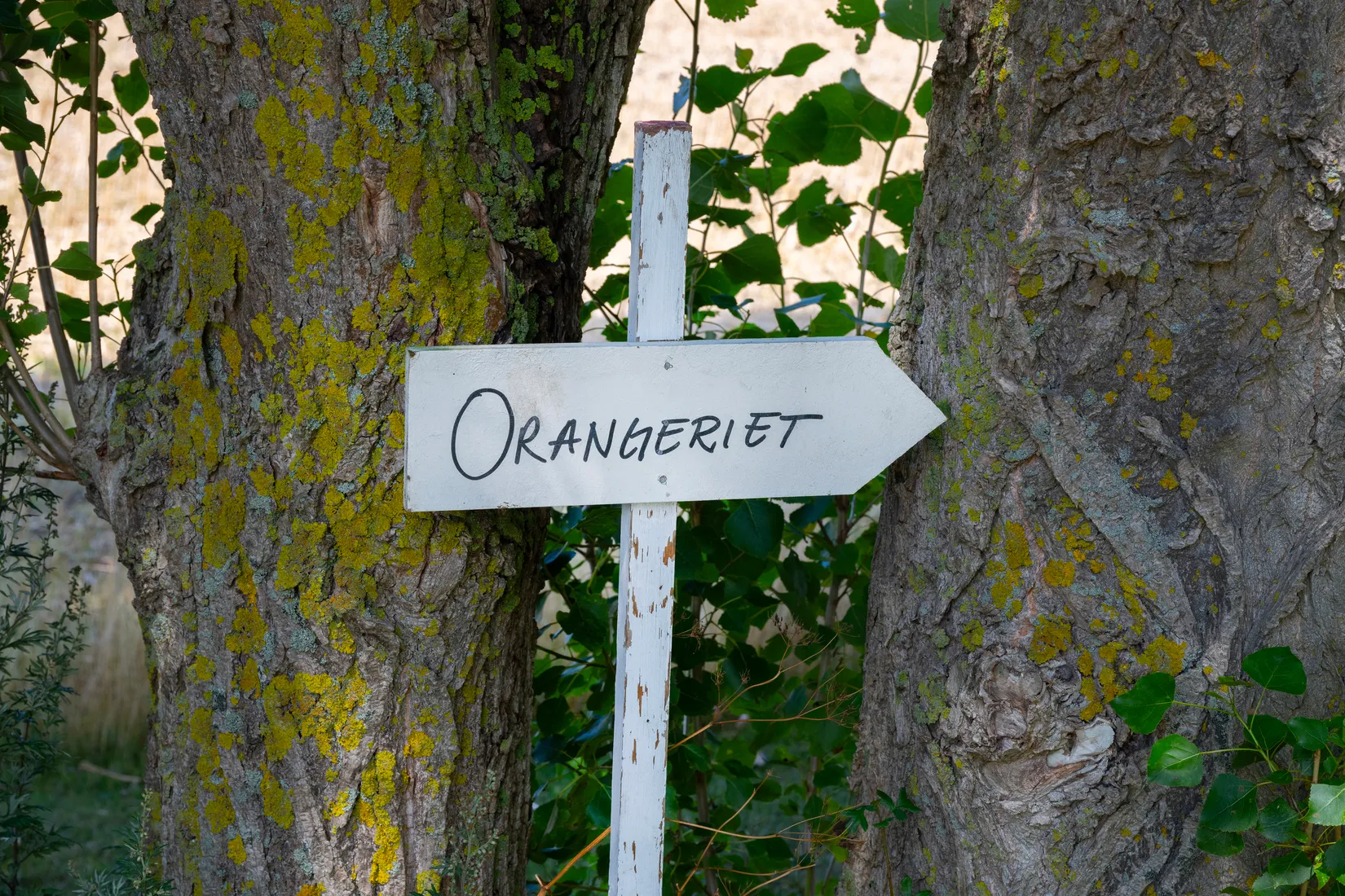 Gård/Skog, Lyckebovägen 248-0, Maglarp, Trelleborg