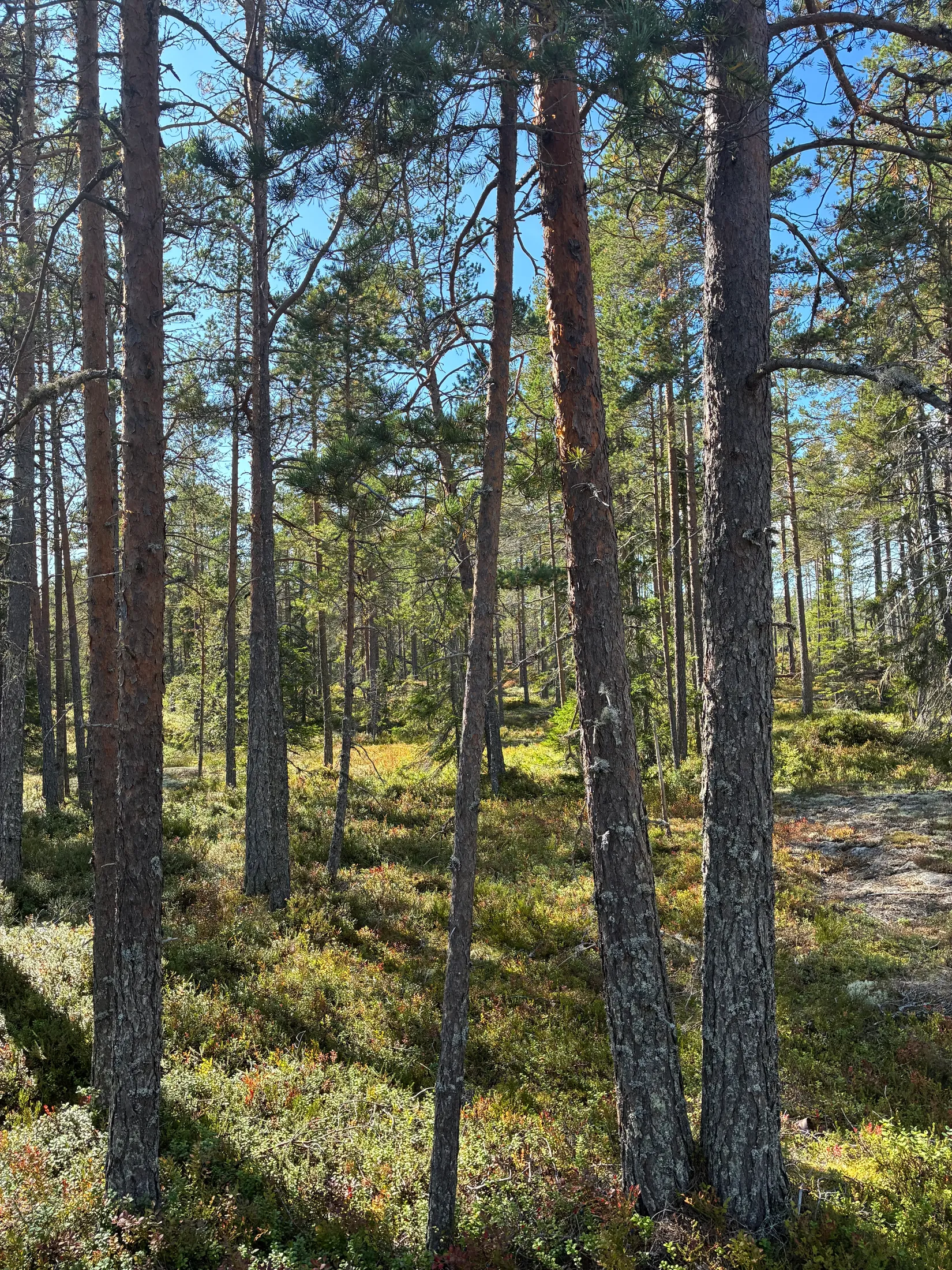 Gård/Skog, HÄRNÖSAND HÄGGDÅNGERS-BY 2:4, Härnösand