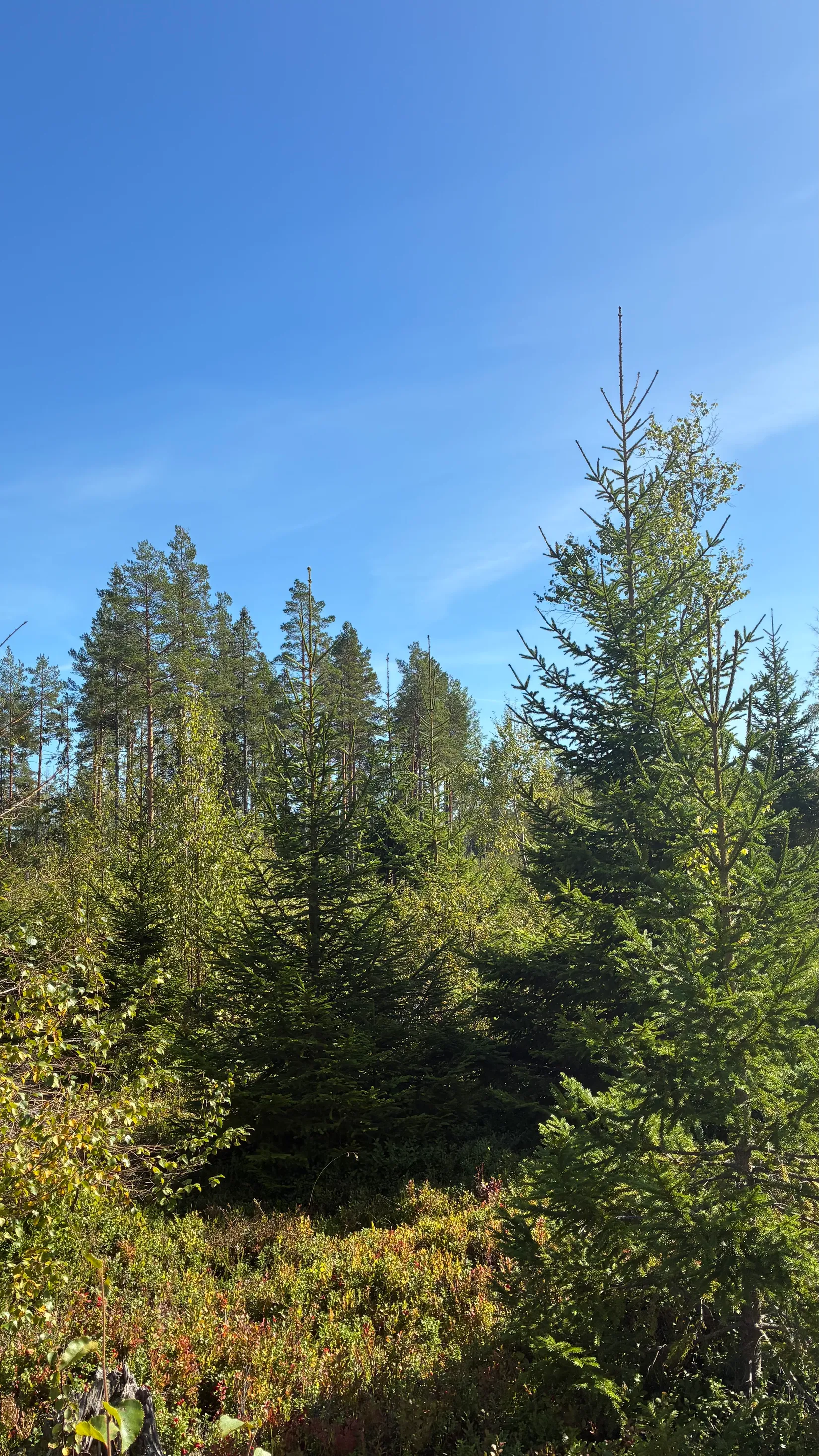 Gård/Skog, HÄRNÖSAND HÄGGDÅNGERS-BY 2:4, Härnösand