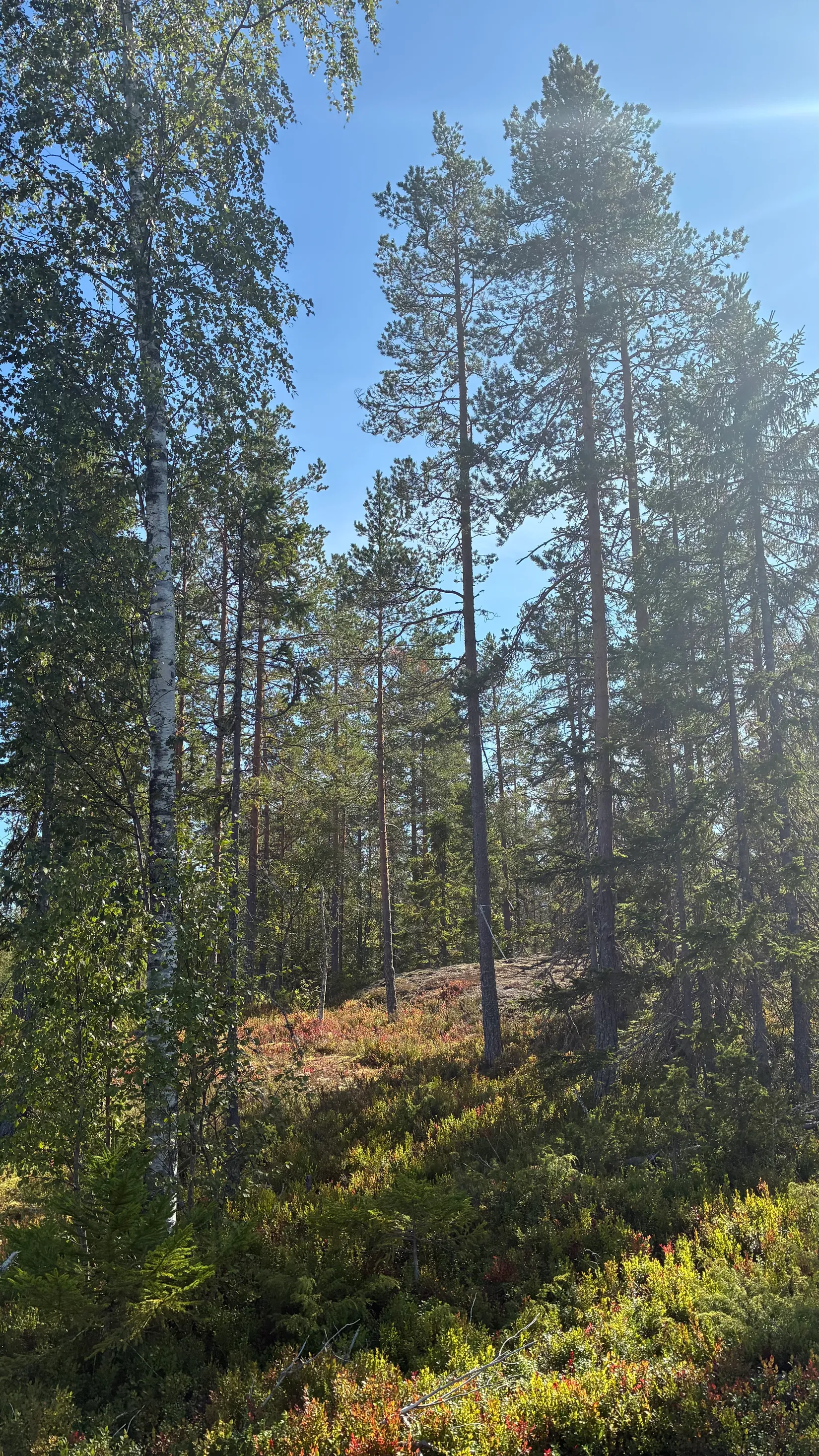 Gård/Skog, HÄRNÖSAND HÄGGDÅNGERS-BY 2:4, Härnösand