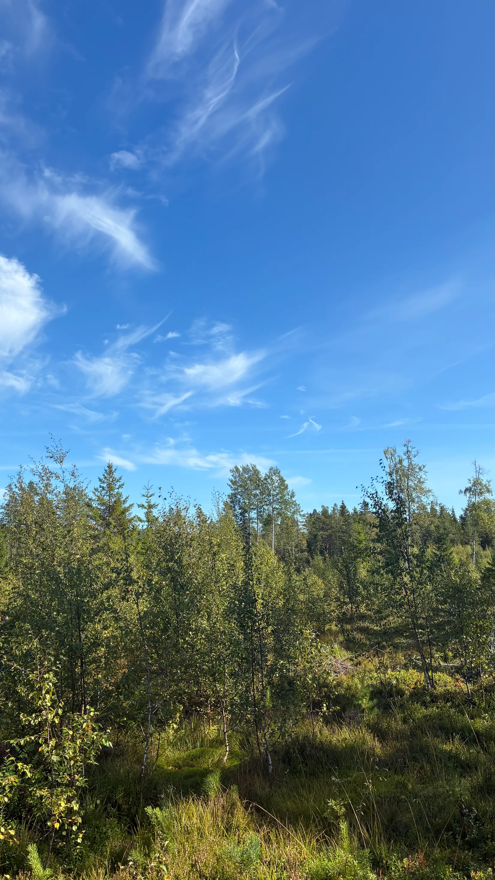 Gård/Skog, HÄRNÖSAND HÄGGDÅNGERS-BY 2:4, Härnösand