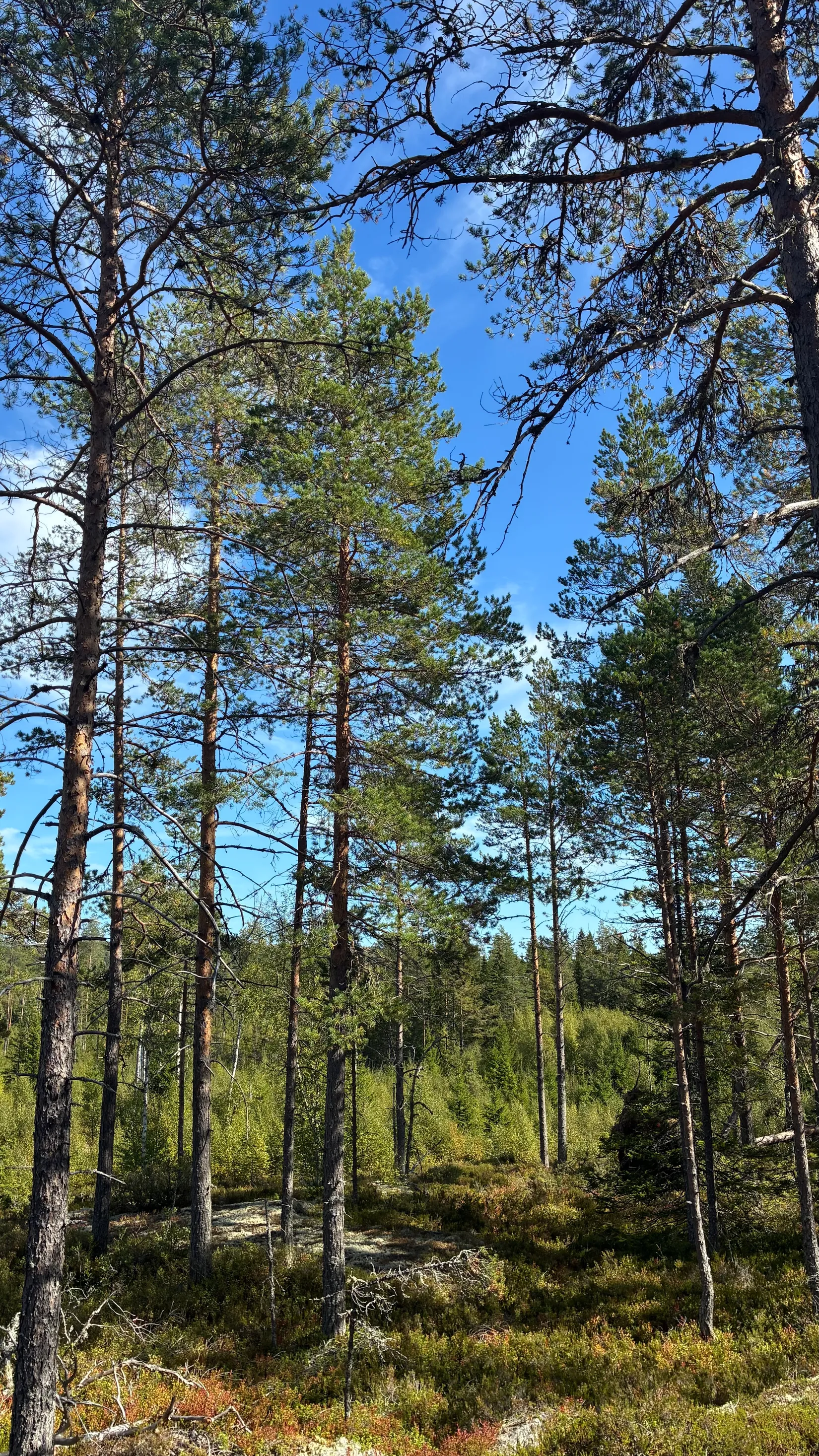 Gård/Skog, HÄRNÖSAND HÄGGDÅNGERS-BY 2:4, Härnösand