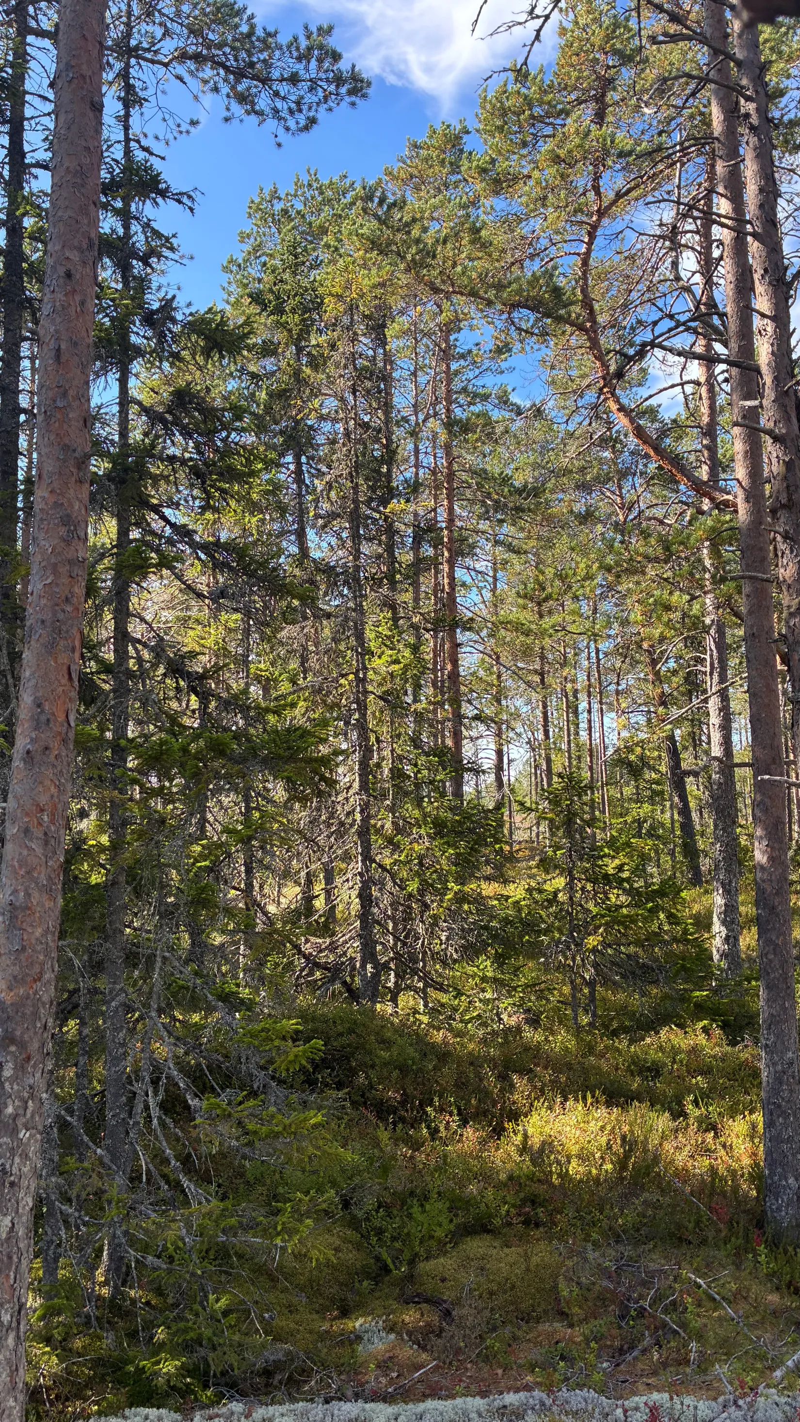 Gård/Skog, HÄRNÖSAND HÄGGDÅNGERS-BY 2:4, Härnösand