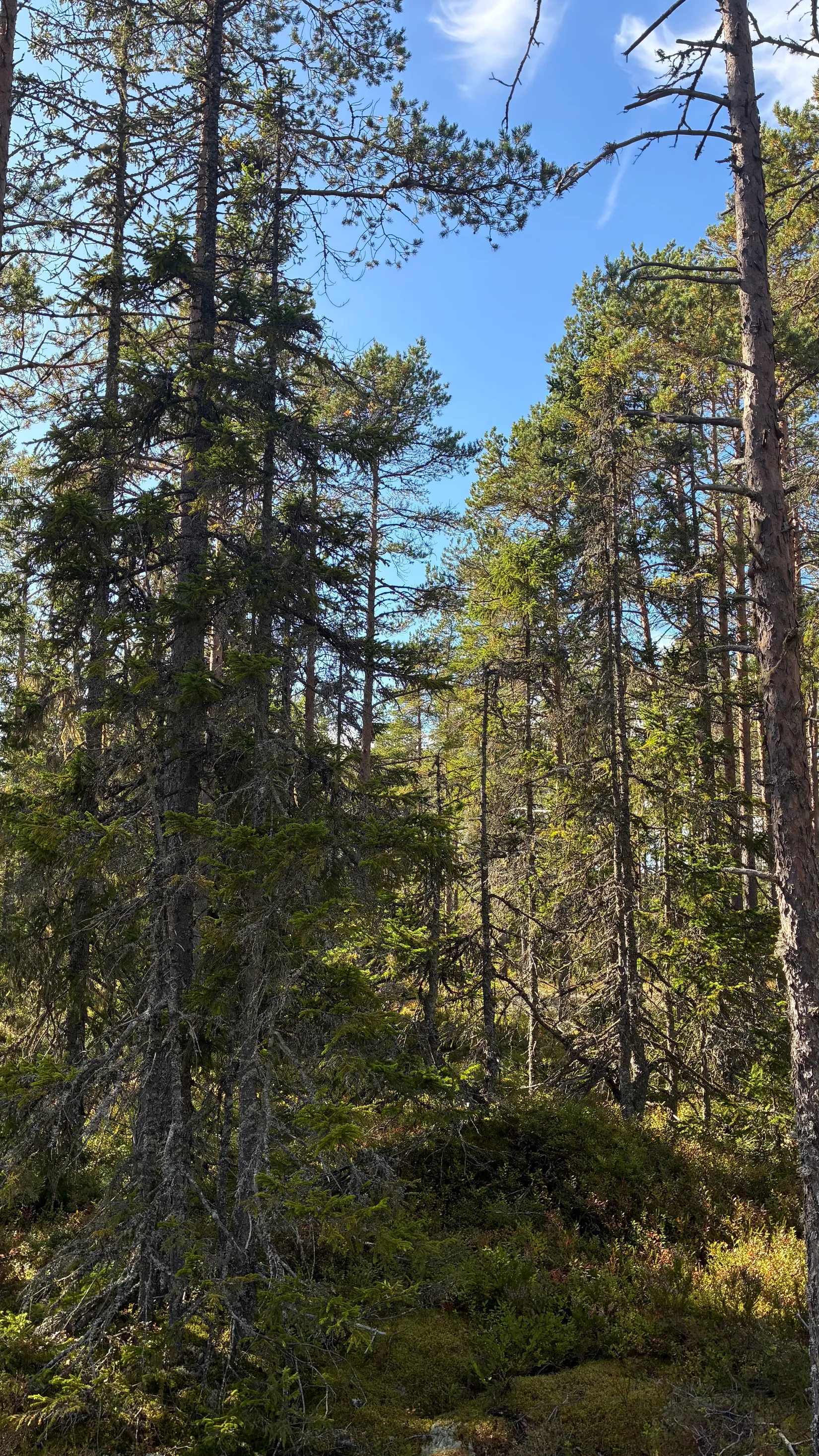 Gård/Skog, HÄRNÖSAND HÄGGDÅNGERS-BY 2:4, Härnösand