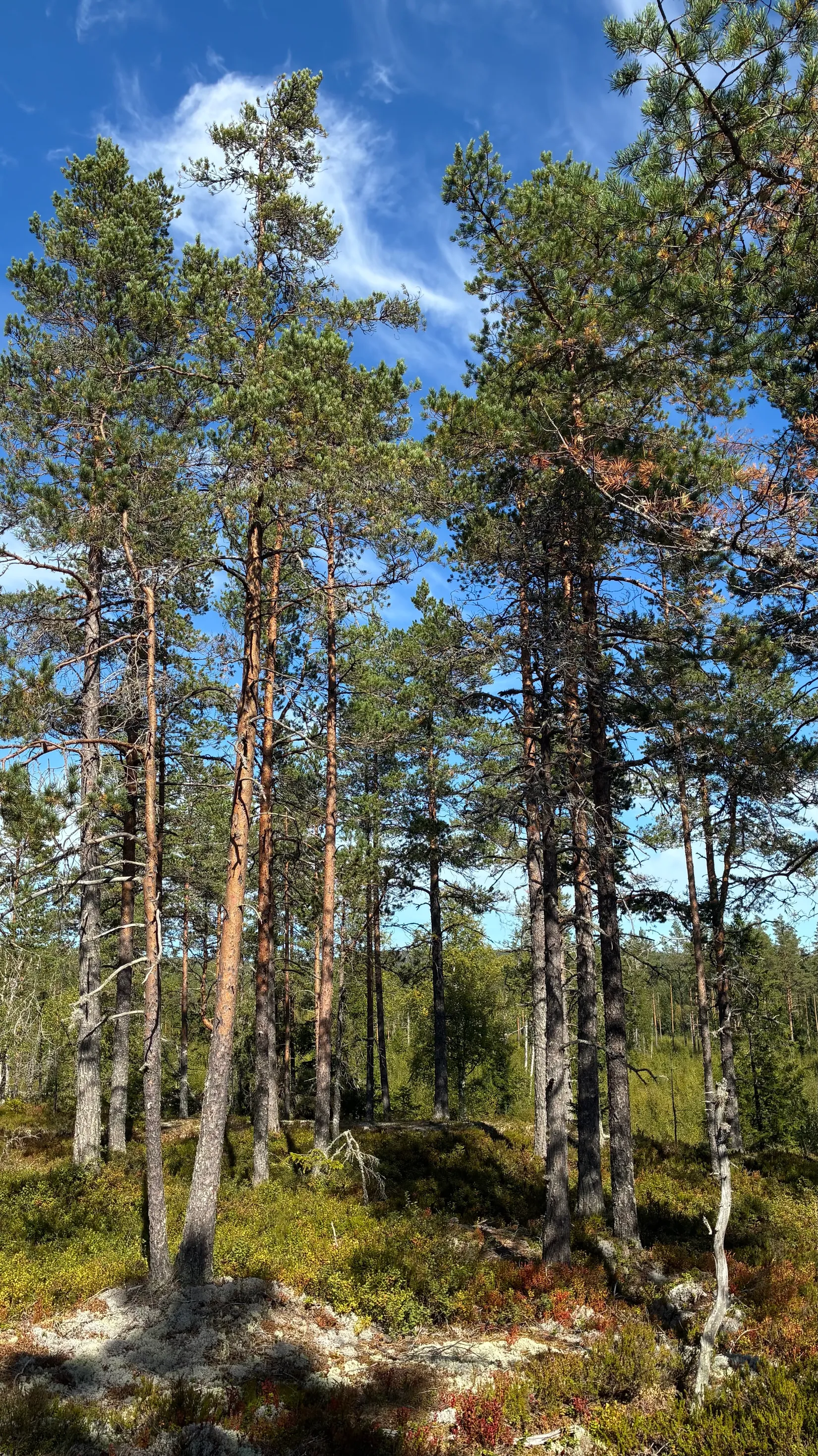 Gård/Skog, HÄRNÖSAND HÄGGDÅNGERS-BY 2:4, Härnösand