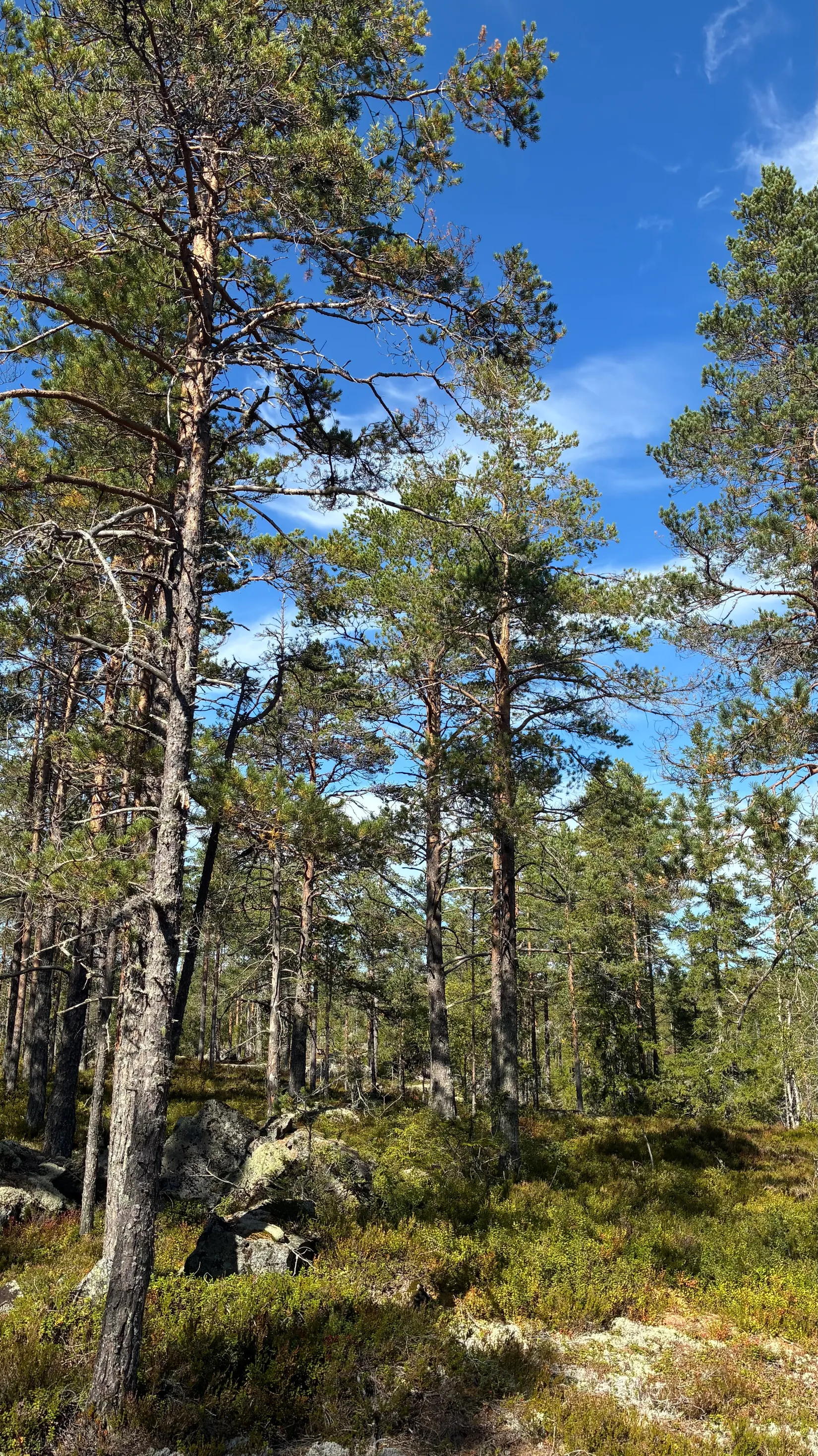 Gård/Skog, HÄRNÖSAND HÄGGDÅNGERS-BY 2:4, Härnösand