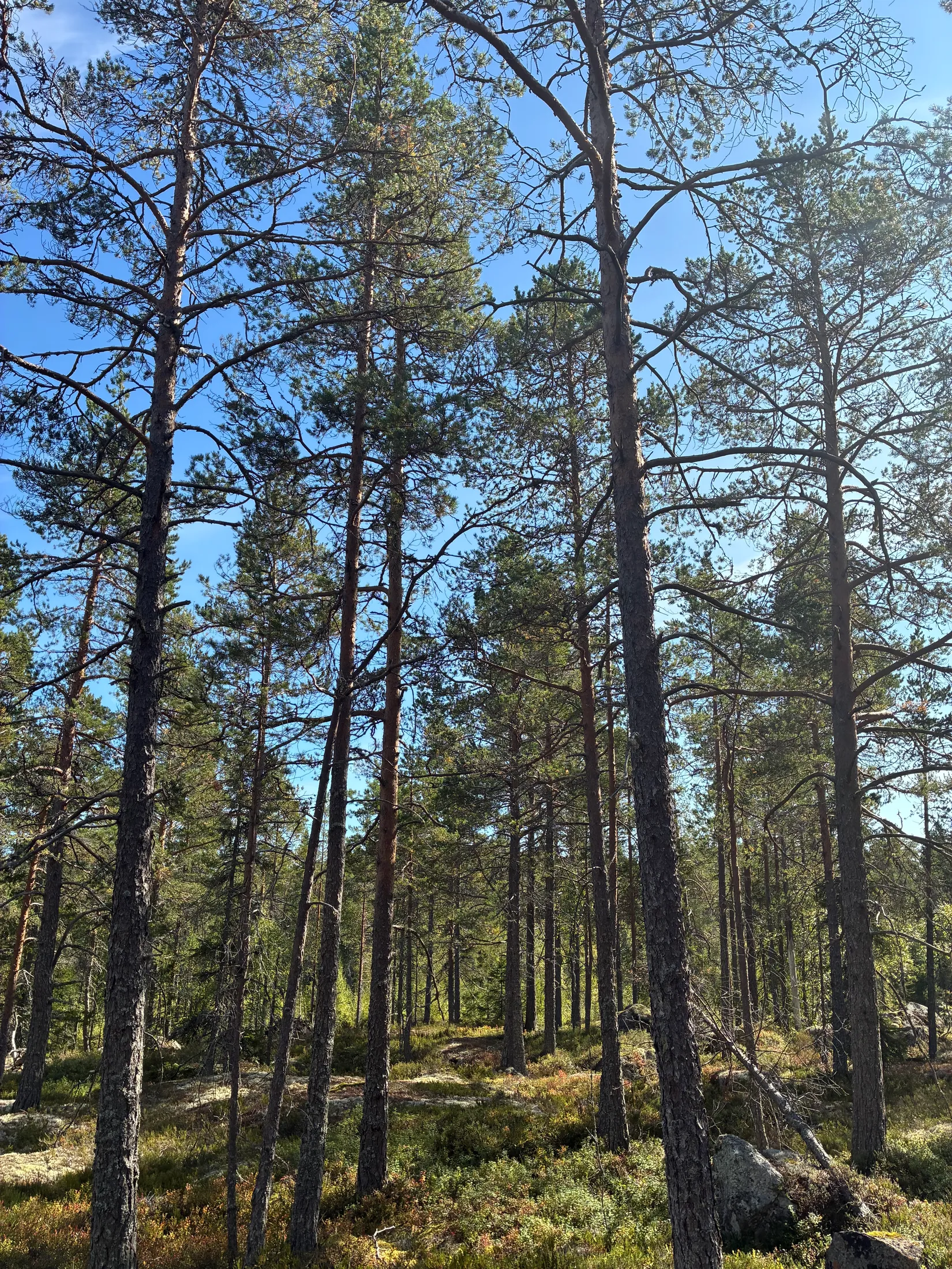 Gård/Skog, HÄRNÖSAND HÄGGDÅNGERS-BY 2:4, Härnösand
