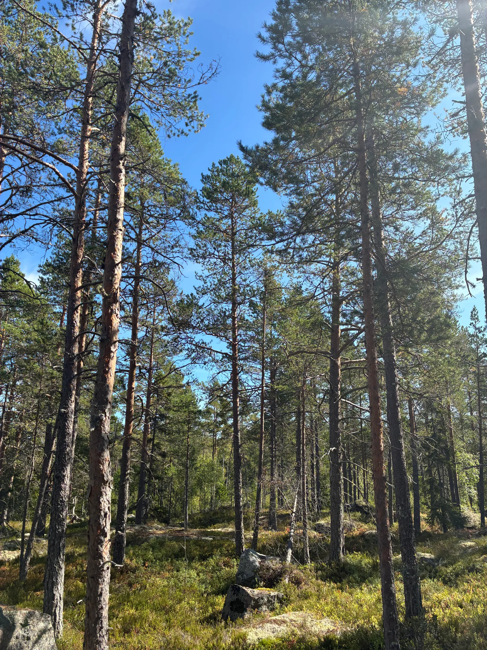 Gård/Skog, HÄRNÖSAND HÄGGDÅNGERS-BY 2:4, Härnösand