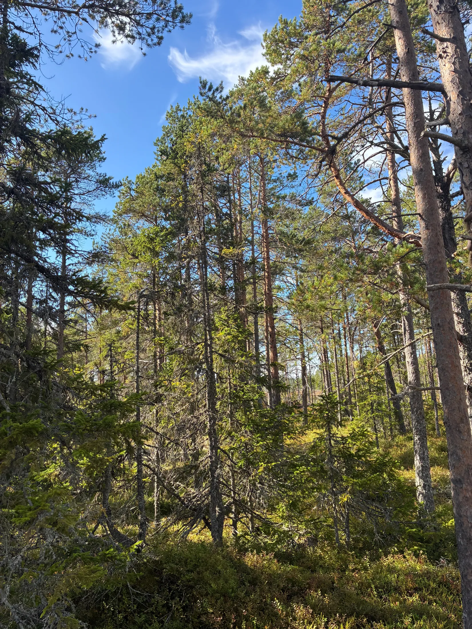 Gård/Skog, HÄRNÖSAND HÄGGDÅNGERS-BY 2:4, Härnösand