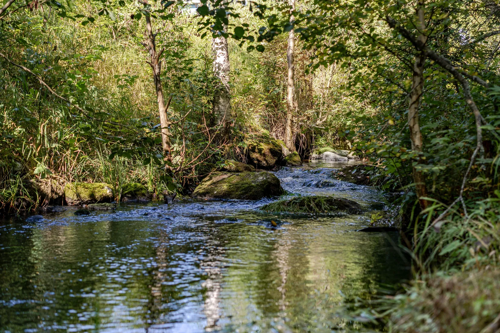 Gård/Skog, Brunflo-Svedje 320, Svedje, Östersund