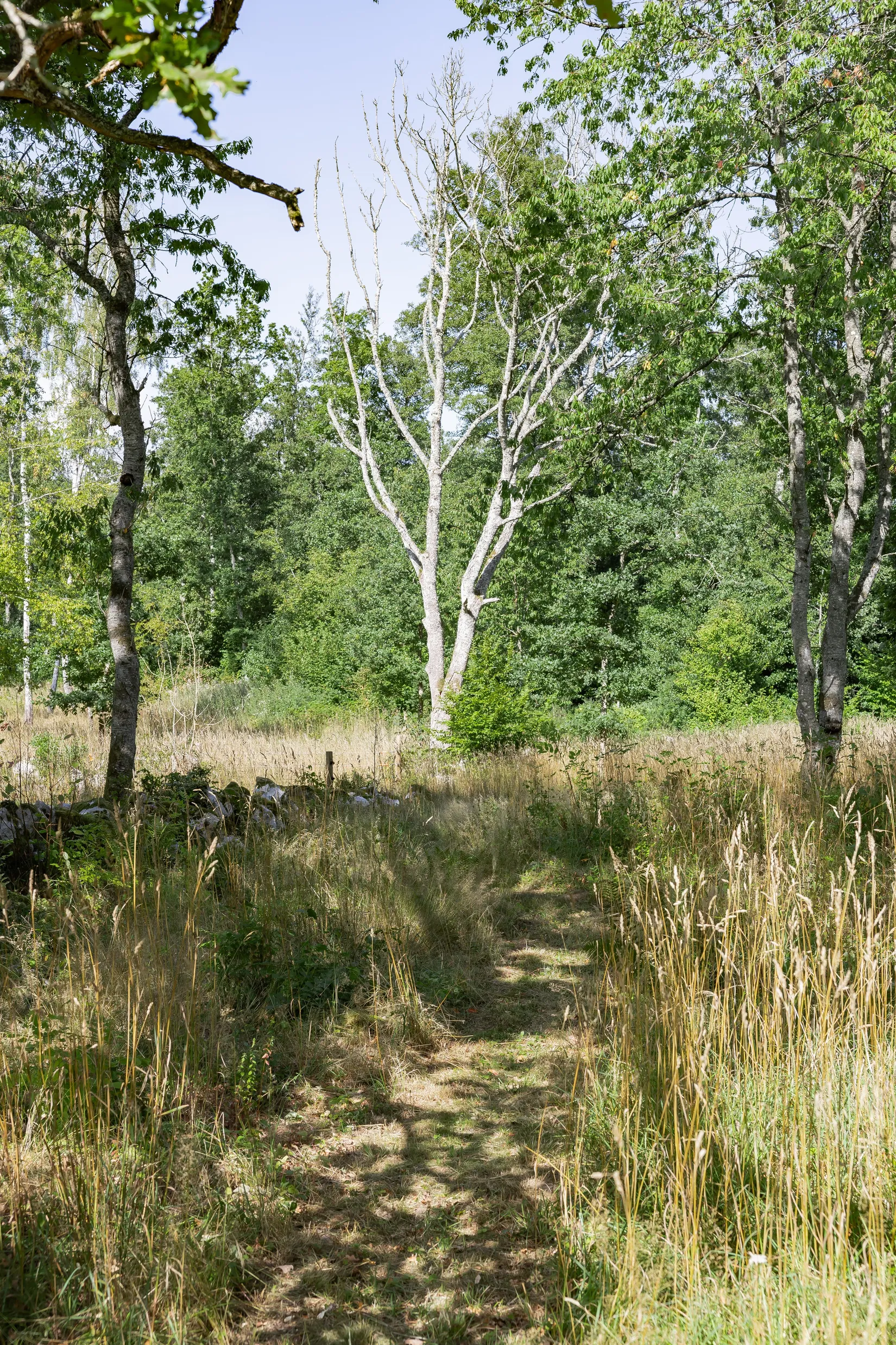 Gård/Skog, Råboavägen 7, Rörum, Simrishamn