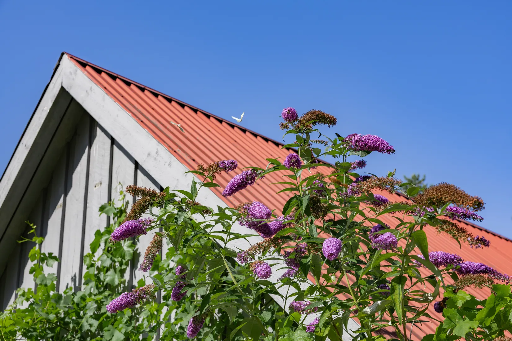 Gård/Skog, Råboavägen 7, Rörum, Simrishamn