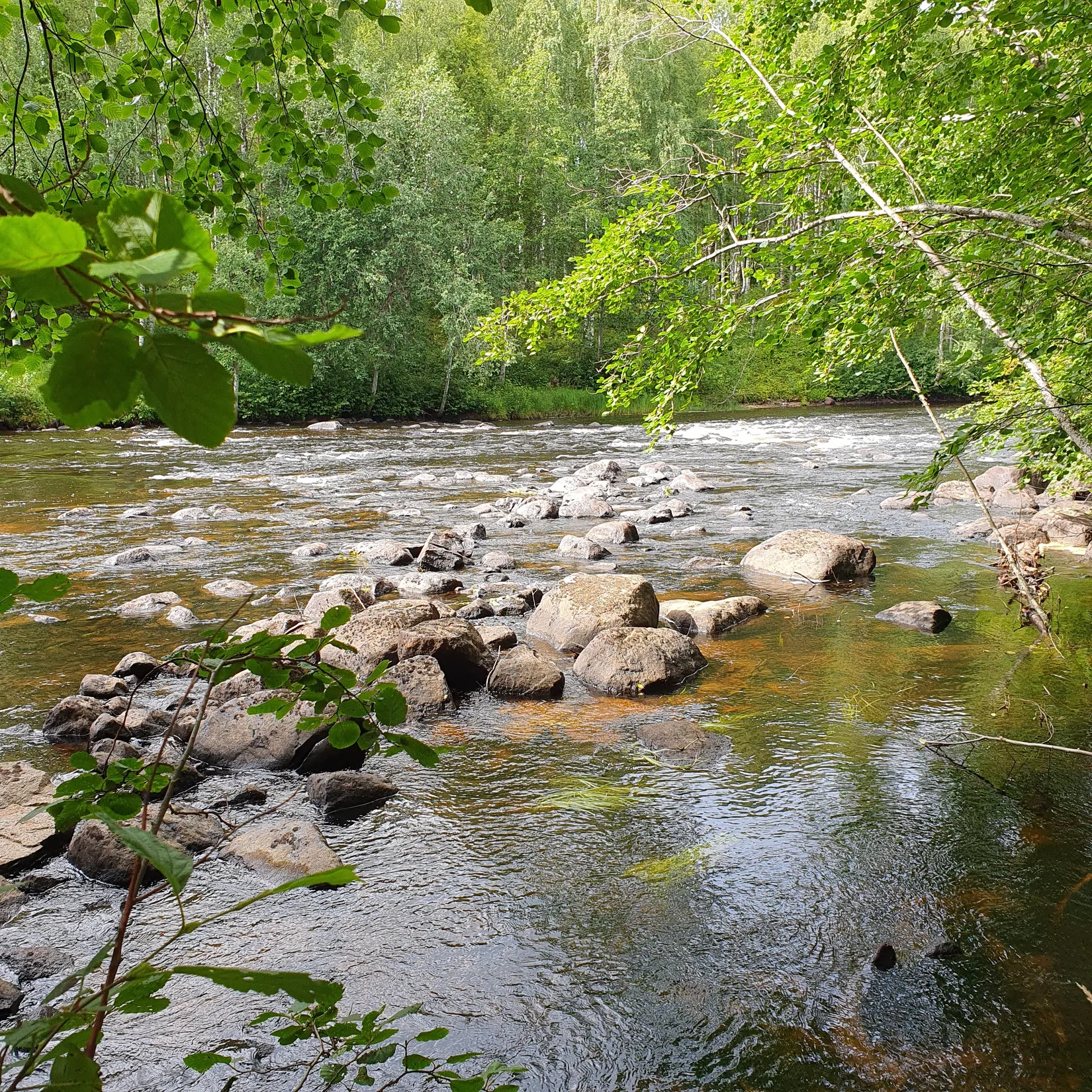 Gård/Skog, Ålund 29, Ålund, Skellefteå