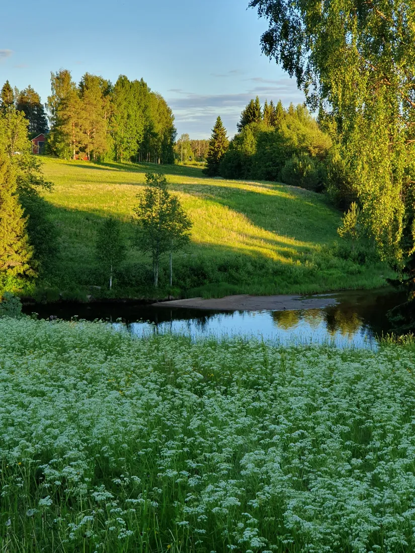 Gård/Skog, Ålund 29, Ålund, Skellefteå