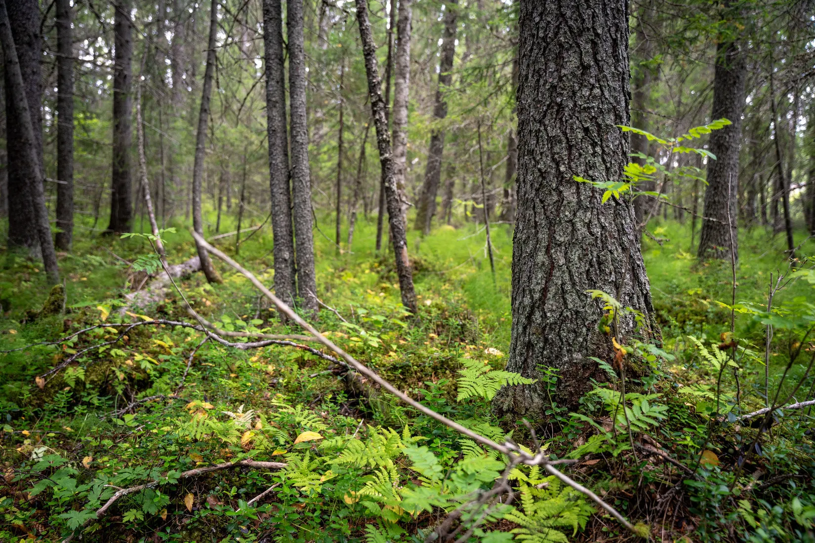 Gård/Skog, Örnsköldsvik Långvattnet 1:20, Långviksmon, Örnsköldsvik