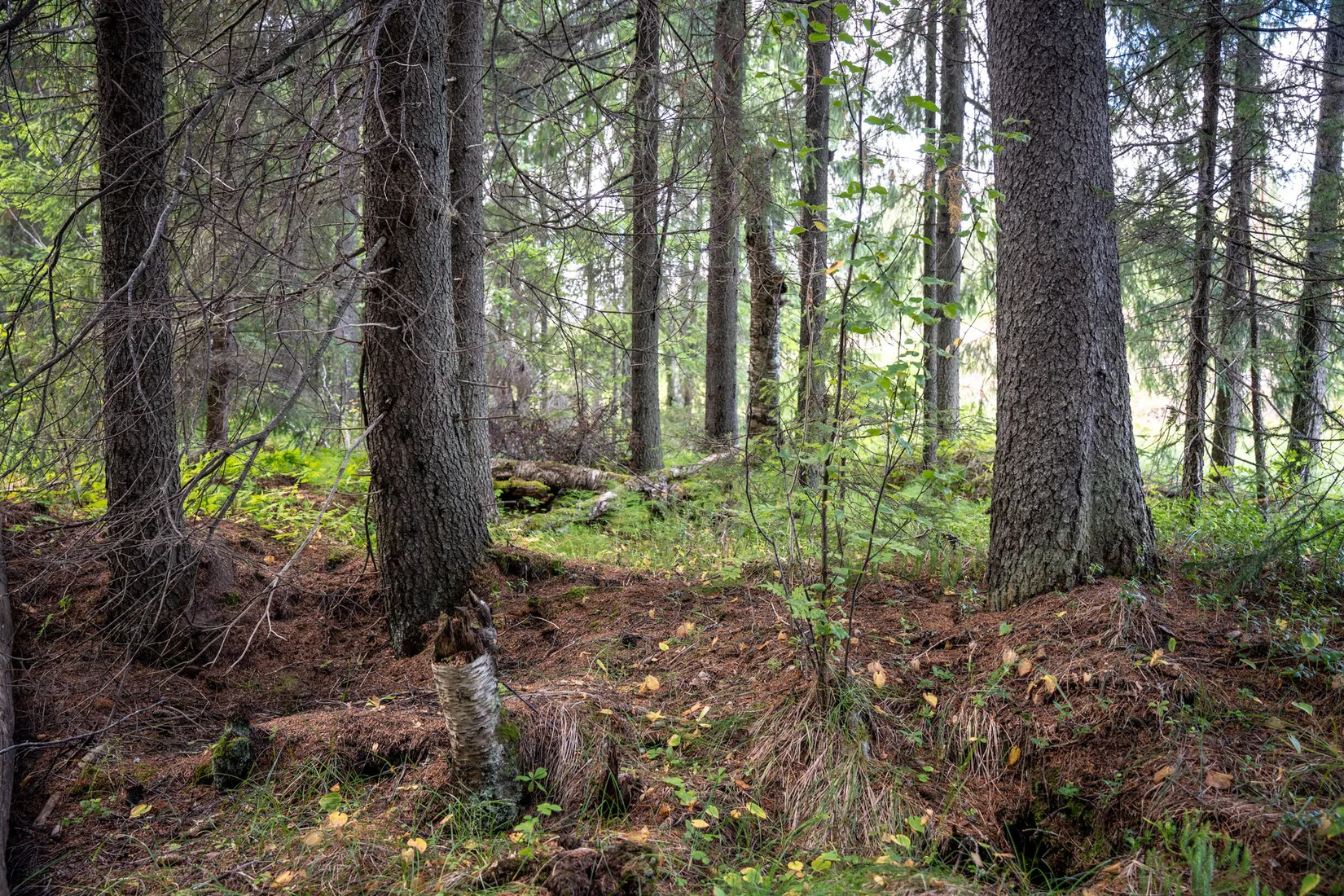 Gård/Skog, Örnsköldsvik Långvattnet 1:20, Långviksmon, Örnsköldsvik