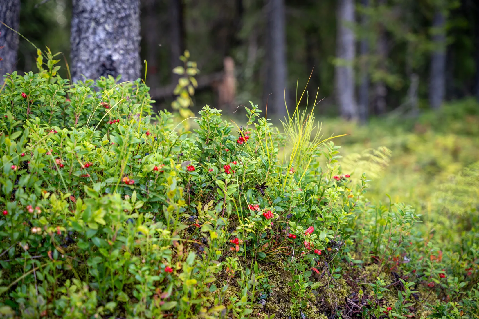 Gård/Skog, Örnsköldsvik Långvattnet 1:20, Långviksmon, Örnsköldsvik
