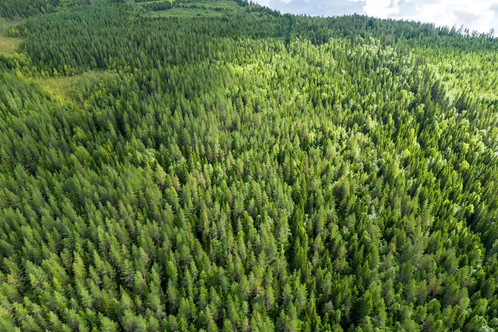 Gård/Skog, Örnsköldsvik Långvattnet 1:20, Långviksmon, Örnsköldsvik