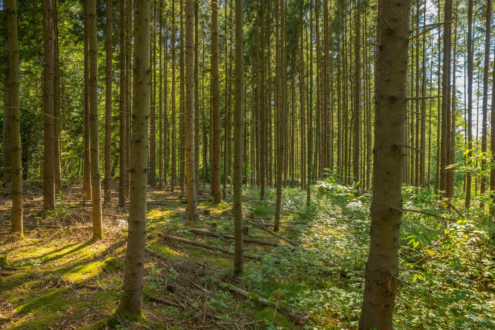 Gård/Skog, Ugglarp 1092, Klippan