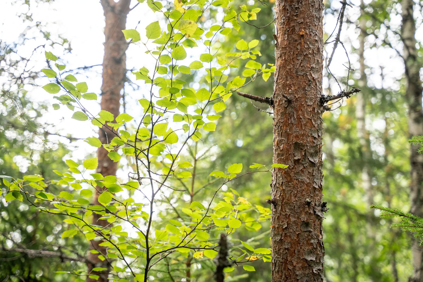 Gård/Skog, Örnsköldsvik Långvattnet 1:68, Långviksmon, Örnsköldsvik