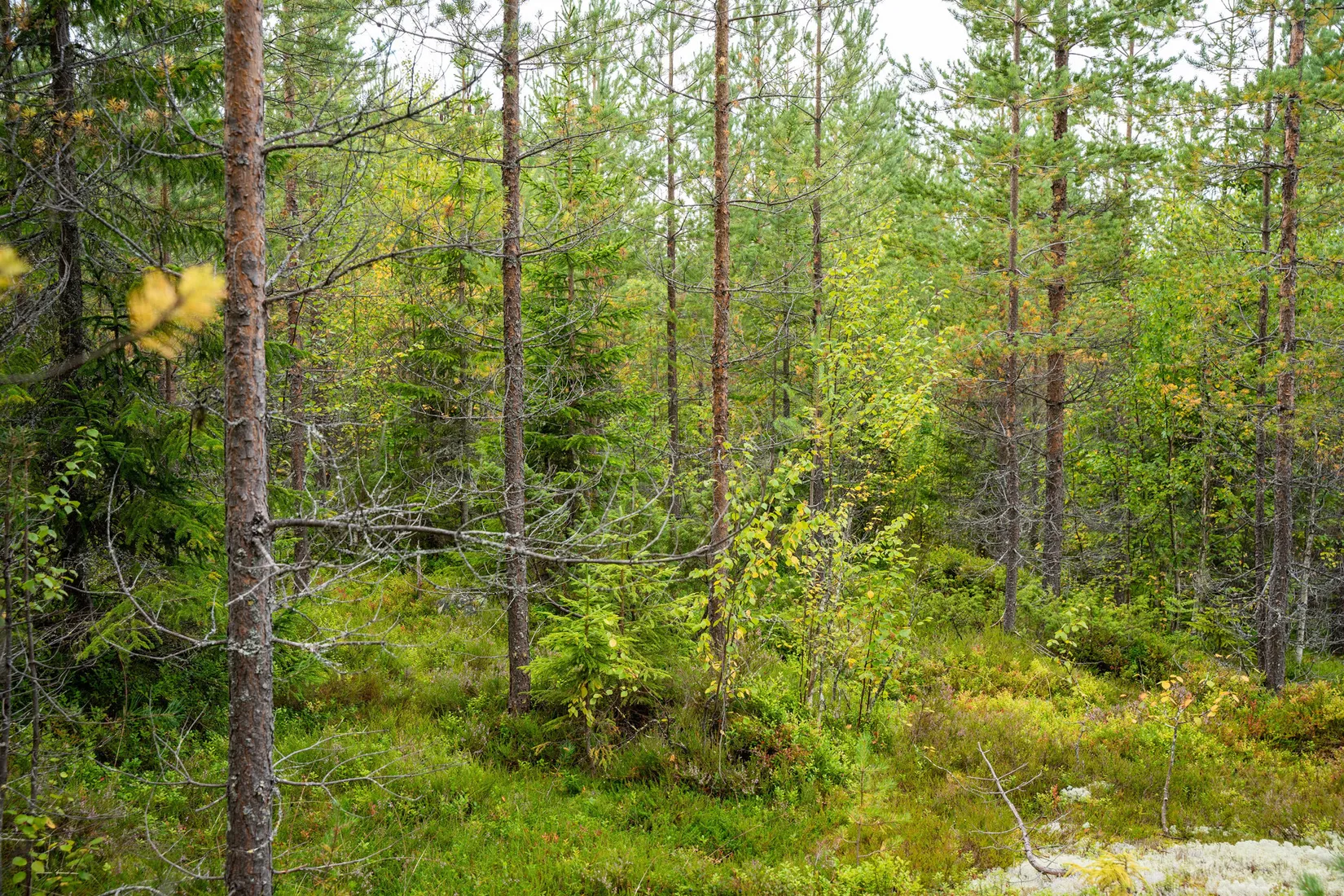 Gård/Skog, Örnsköldsvik Långvattnet 1:68, Långviksmon, Örnsköldsvik