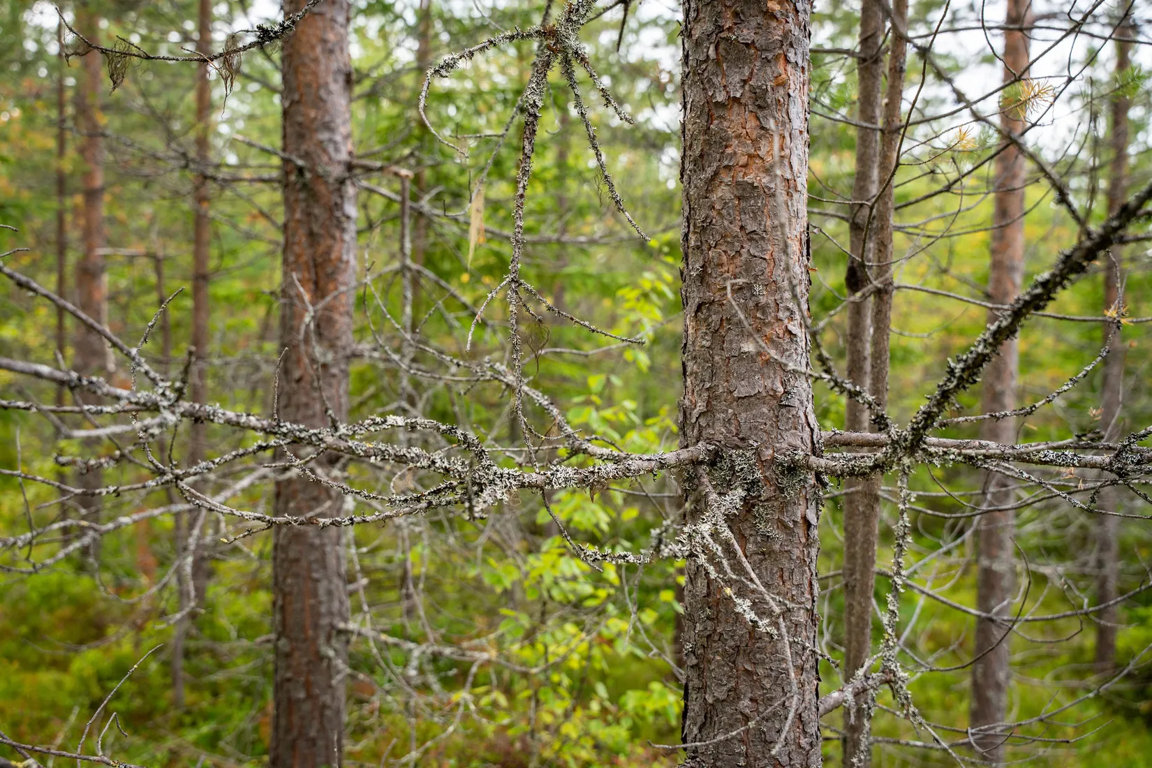Gård/Skog, Örnsköldsvik Långvattnet 1:68, Långviksmon, Örnsköldsvik