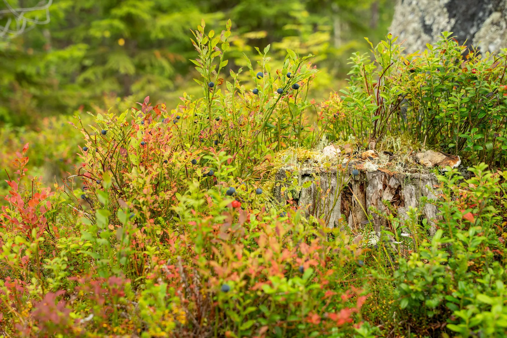 Gård/Skog, Örnsköldsvik Långvattnet 1:68, Långviksmon, Örnsköldsvik