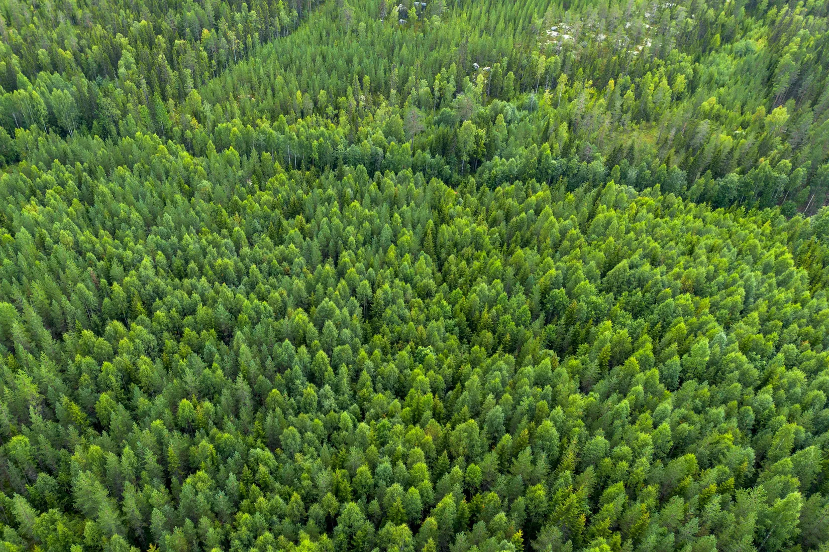Gård/Skog, Örnsköldsvik Långvattnet 1:68, Långviksmon, Örnsköldsvik