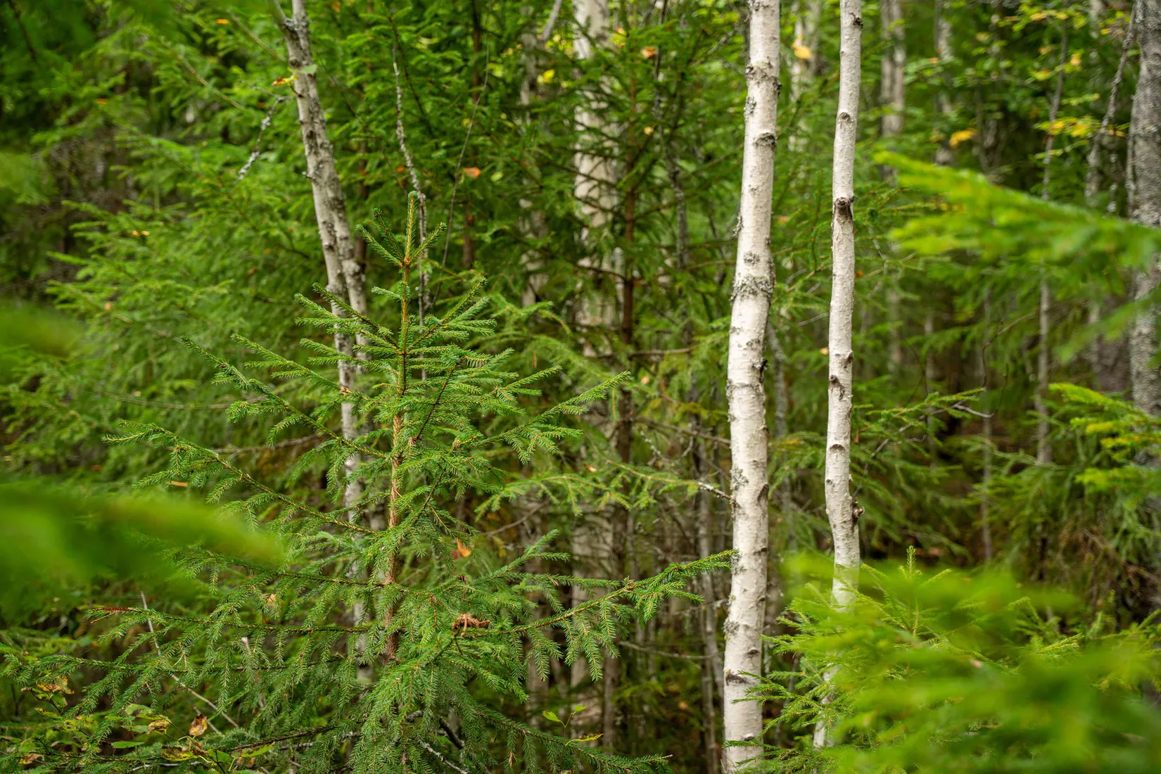 Gård/Skog, Örnsköldsvik Långvattnet 1:68, Långviksmon, Örnsköldsvik