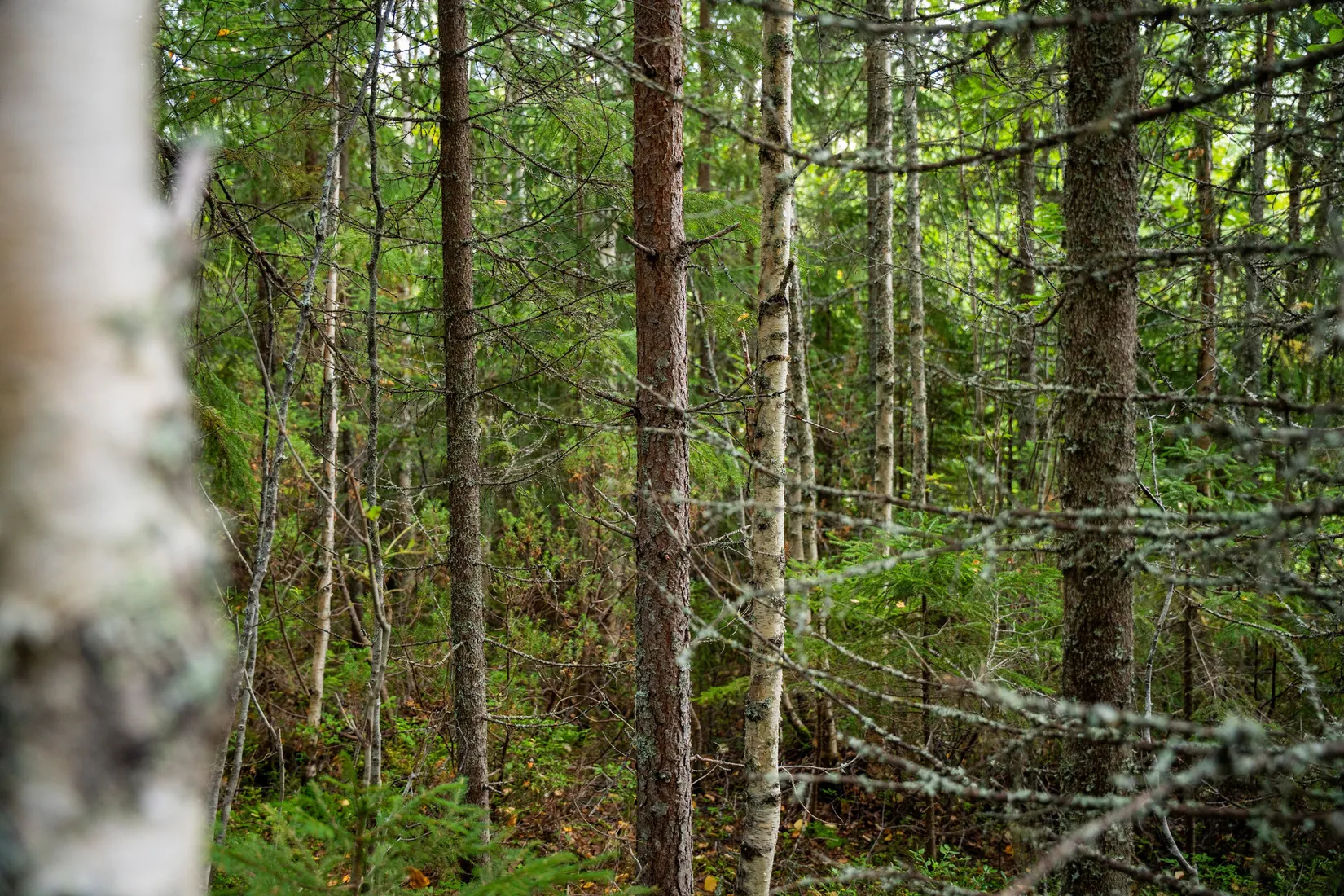 Gård/Skog, Örnsköldsvik Långvattnet 1:68, Långviksmon, Örnsköldsvik