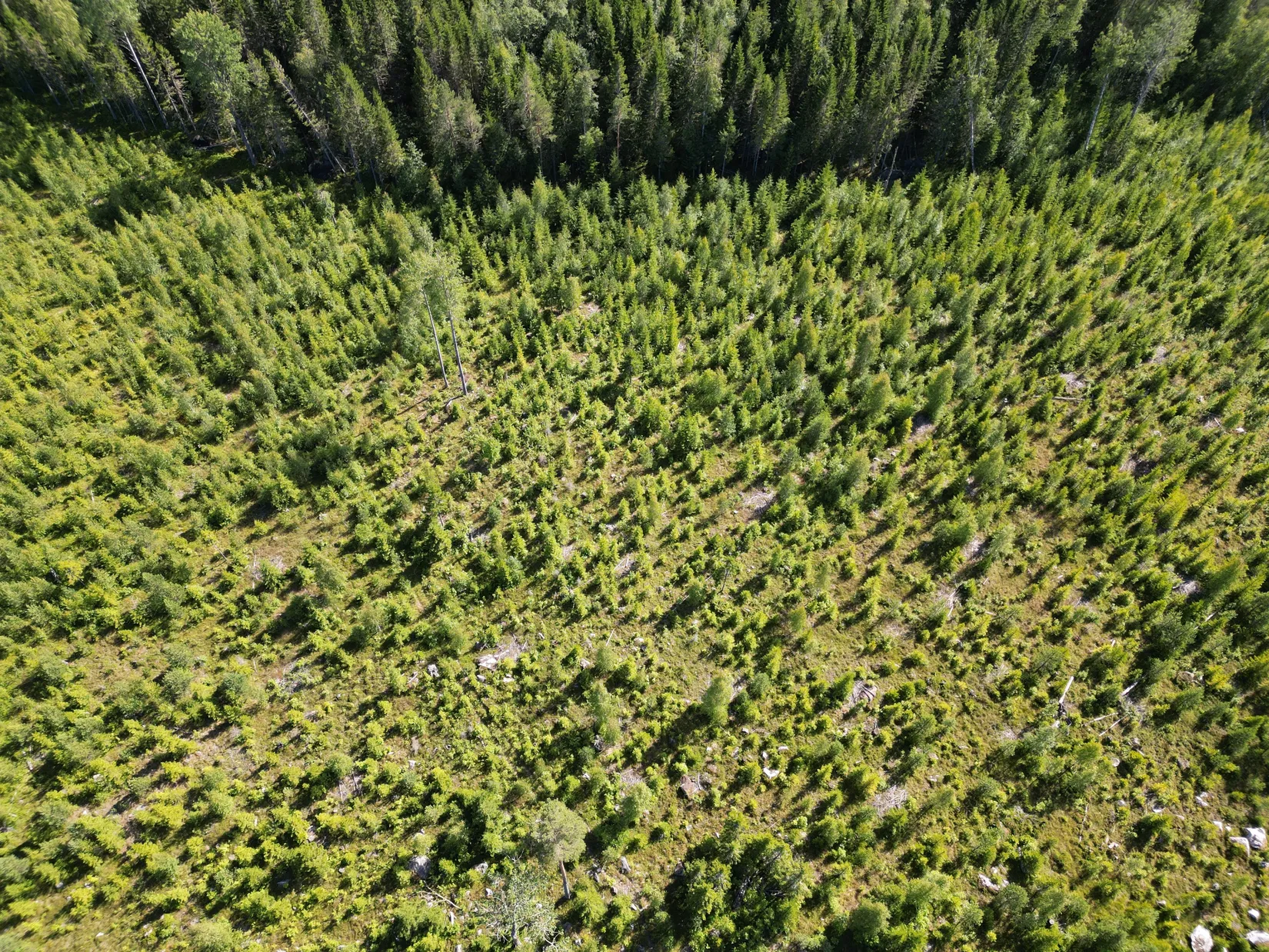 Gård/Skog, NORDANSTIG VÄSTERGRÄNGSJÖ 3:6, Gnarp, Nordanstig