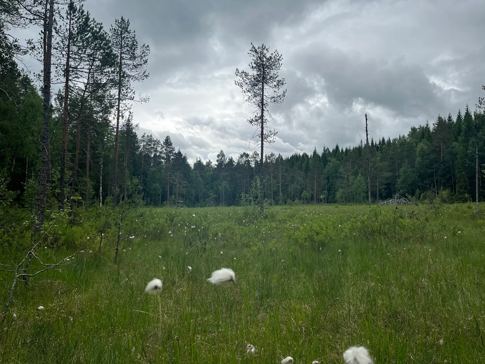Gård/Skog, NORDANSTIG VÄSTERGRÄNGSJÖ 3:6, Gnarp, Nordanstig
