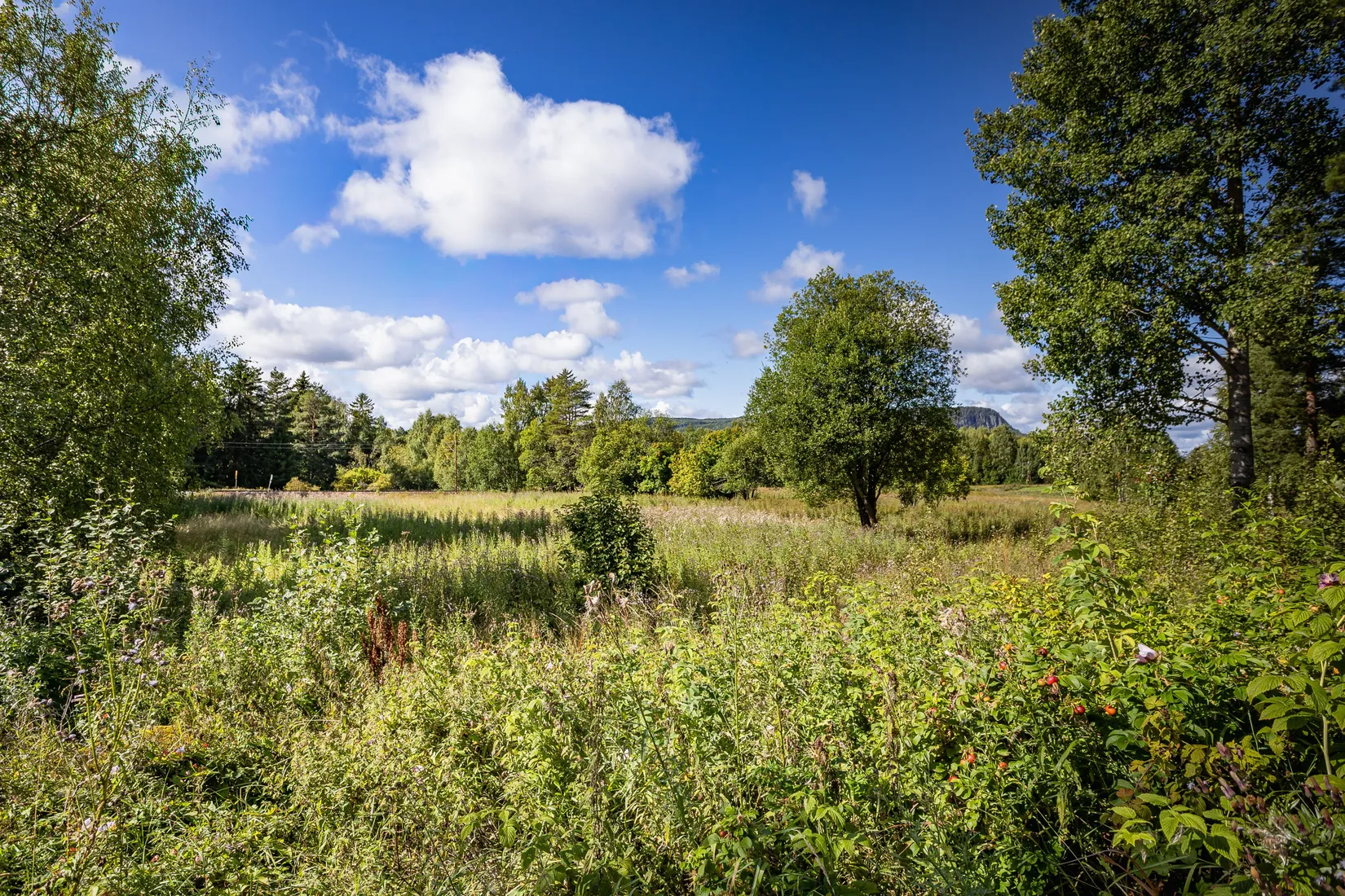 Gård/Skog, Johannisberg 622, Ljungaverk, Ånge