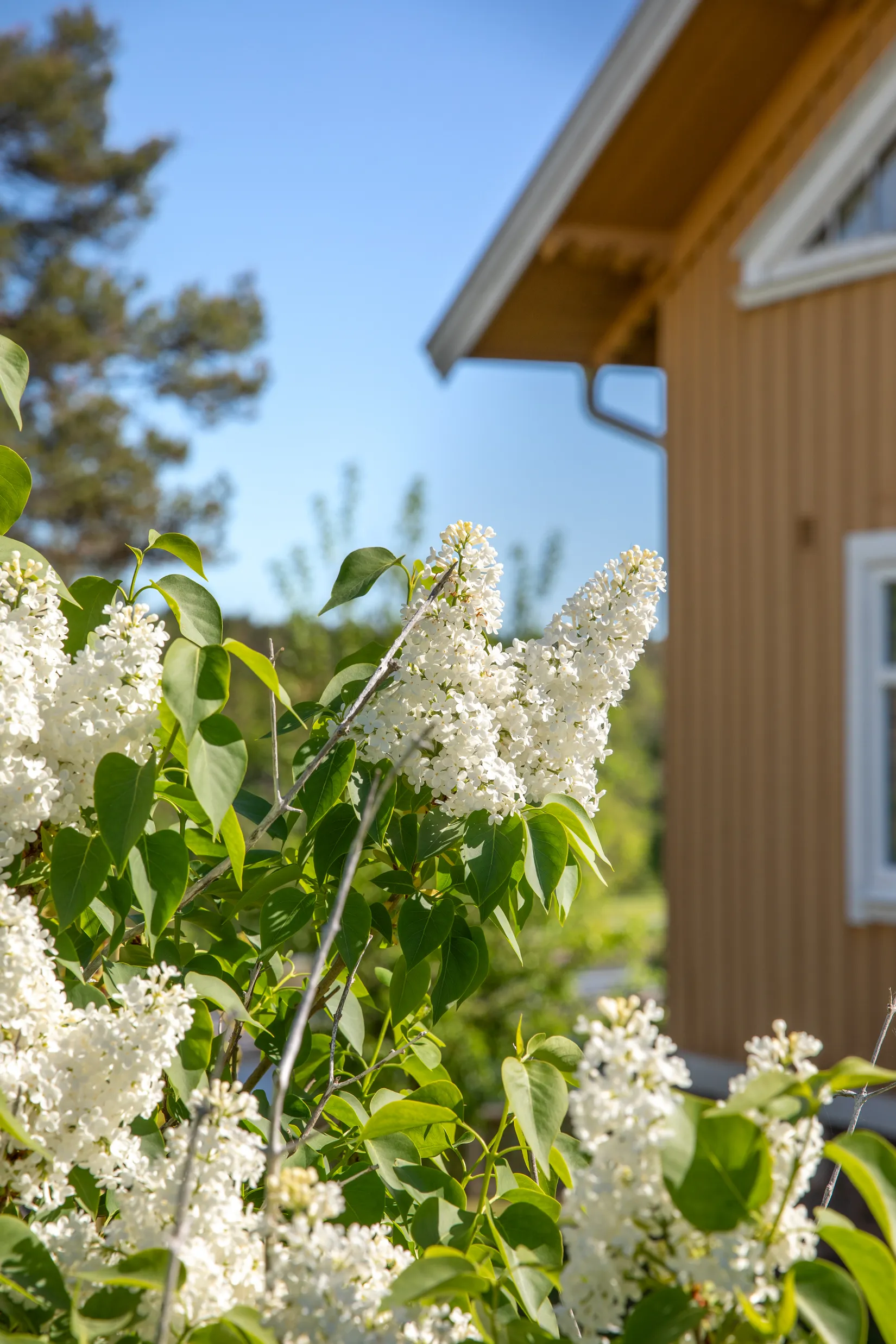 Villa, Dalahöjdsvägen 19, Skoftebyn, Trollhättan