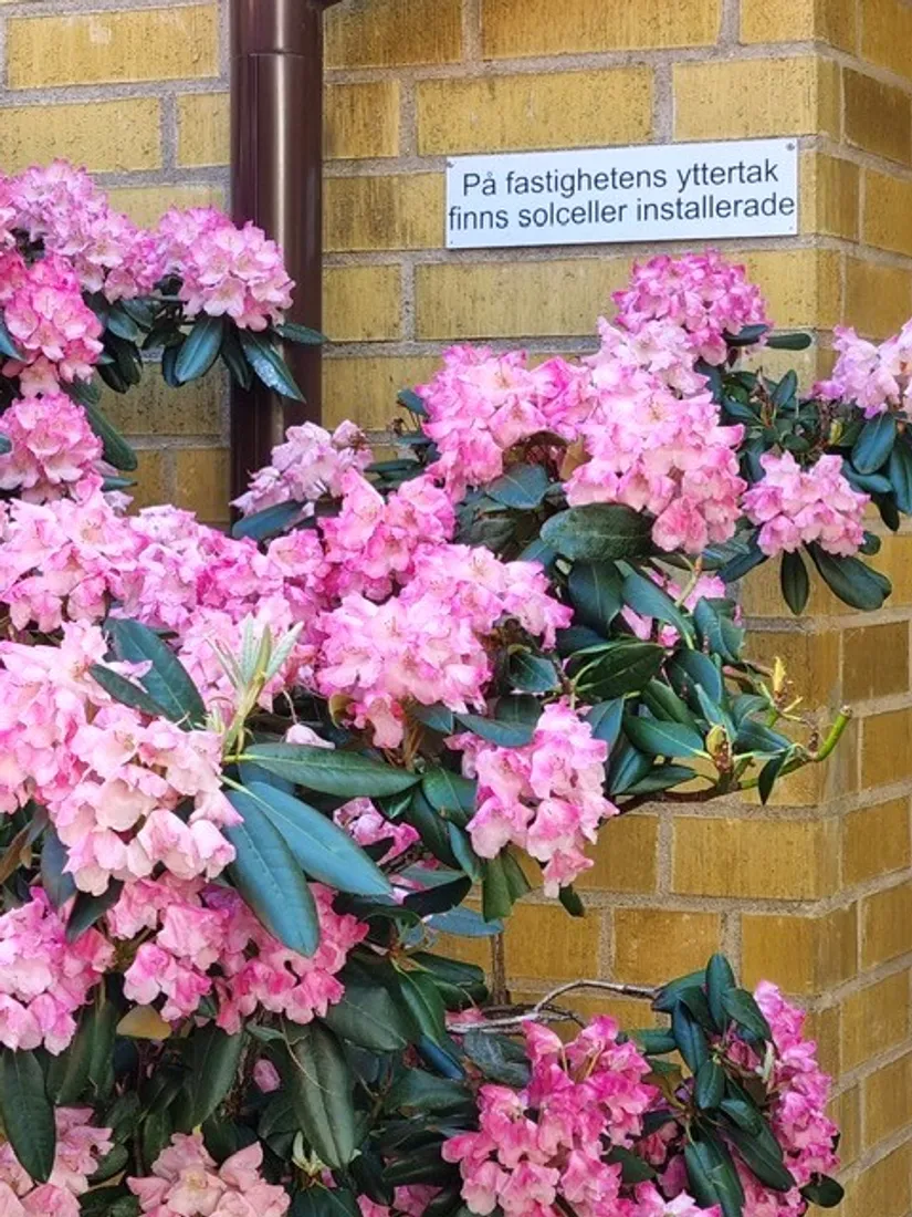 Bostadsrätt, Prennegatan 6C, Centrum, Lund