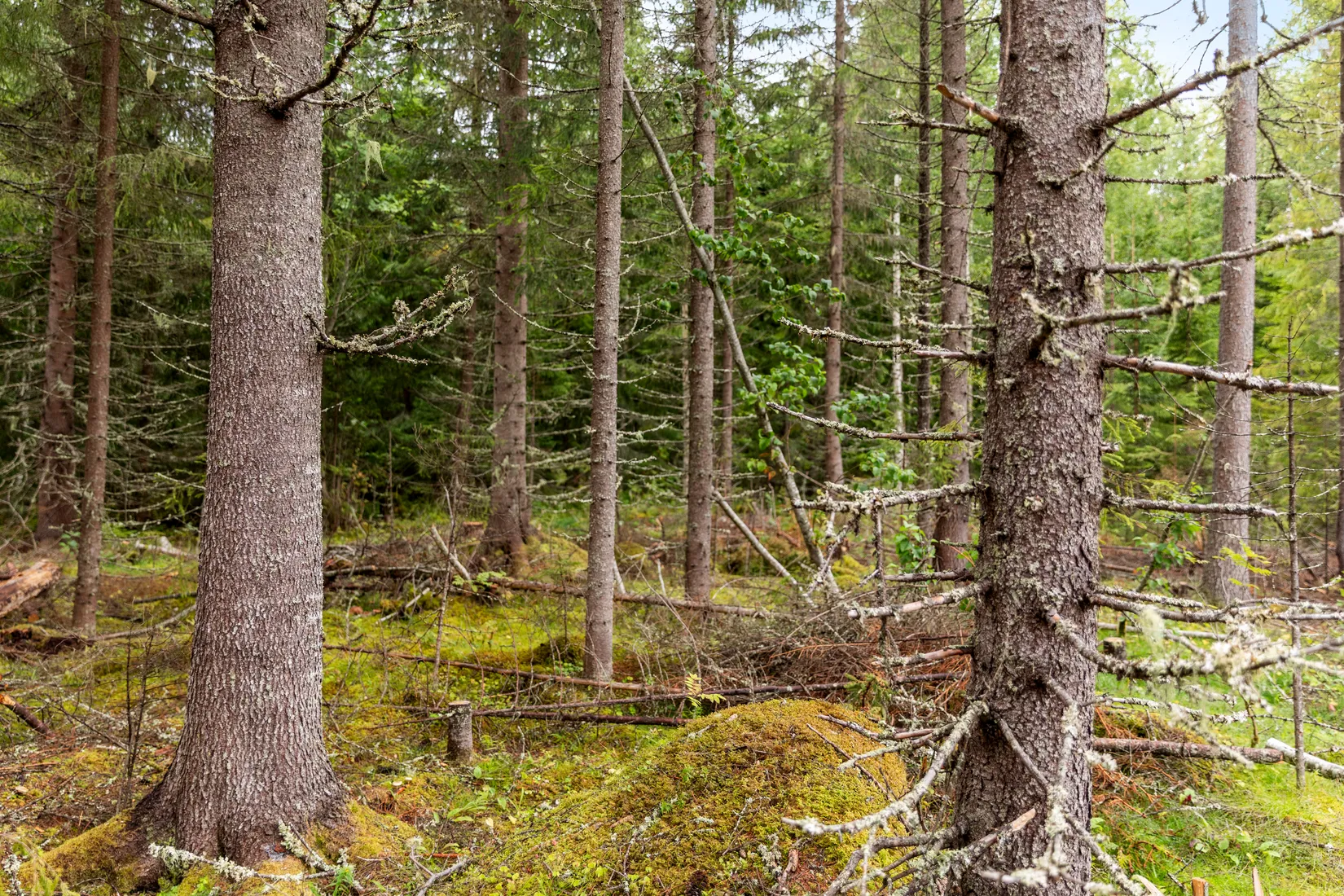 Gård/Skog, Torps-Viken 222, Torpshammar, Ånge