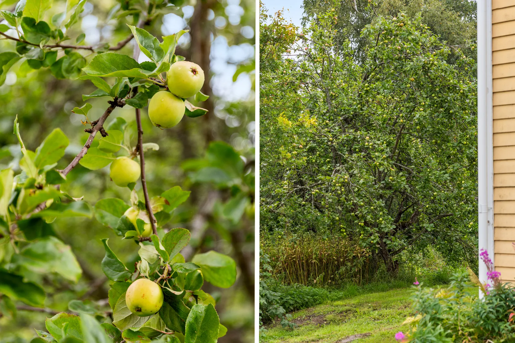 Gård/Skog, Torps-Viken 222, Torpshammar, Ånge