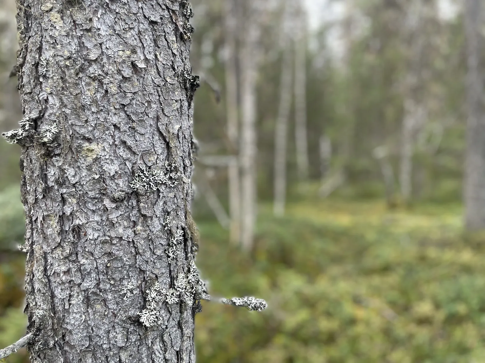 Gård/Skog, LYCKSELE NORRBY 1:65 samt 5:1, Lycksele