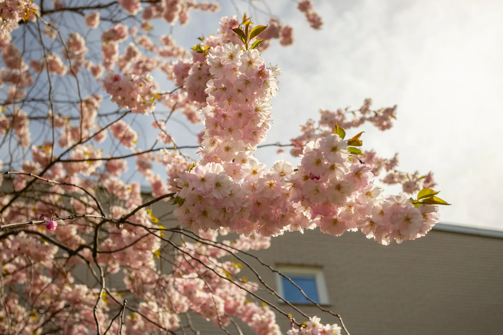 Bostadsrätt, Lomvägen 623, Kärrdal, Sollentuna