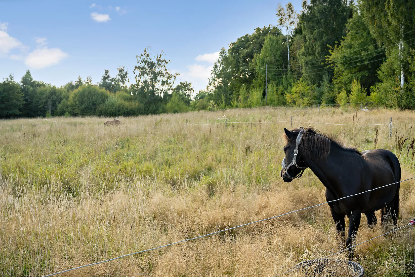 Gård/Skog, Kvibille Täppet 171, Kvibille, Halmstad