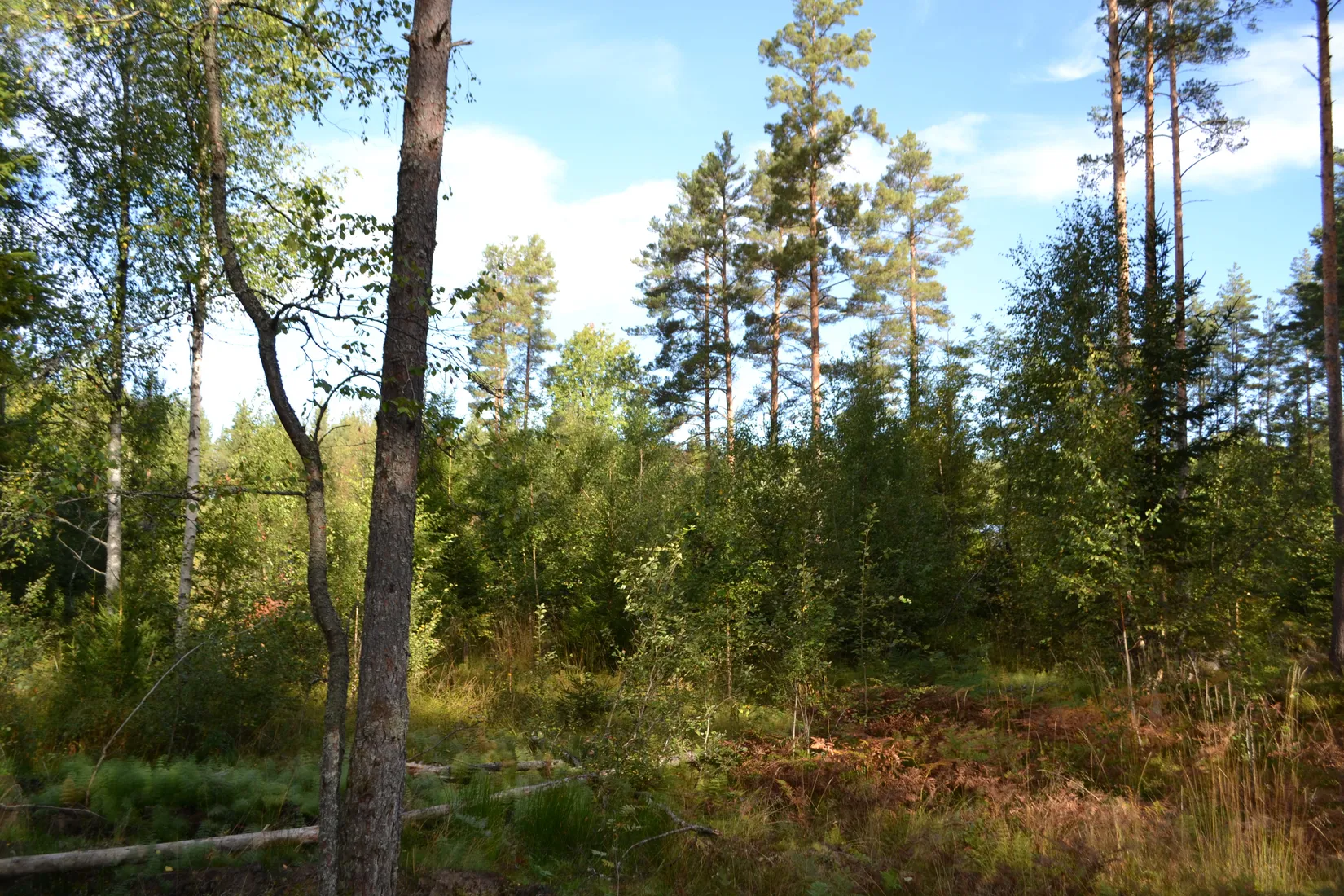 Tomt, Hårsbodavägen 54, Riala, Norrtälje