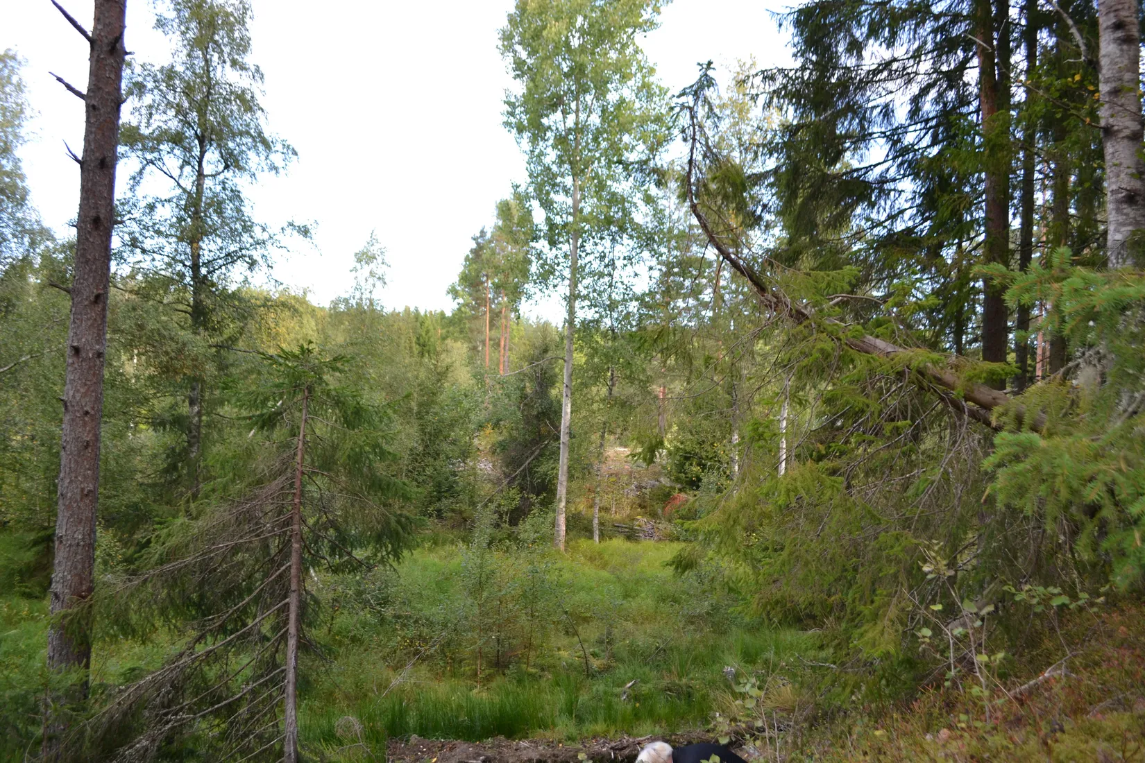 Tomt, Hårsbodavägen 54, Riala, Norrtälje