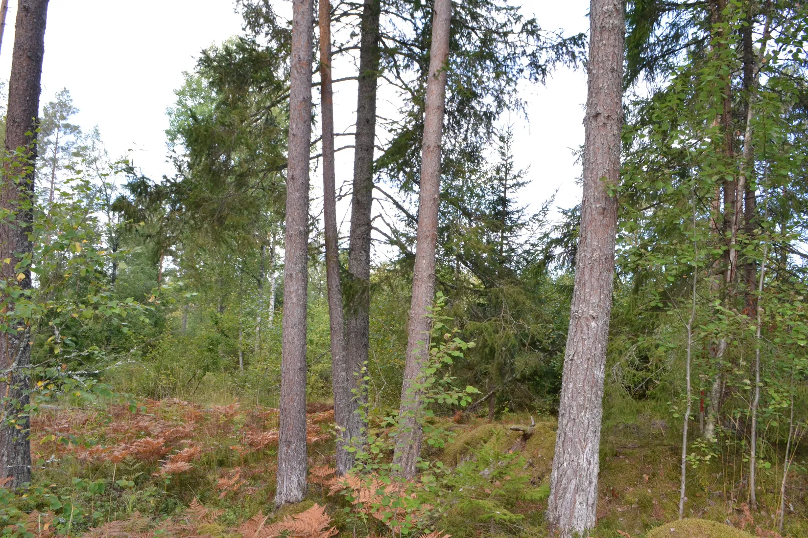 Tomt, Hårsbodavägen 54, Riala, Norrtälje