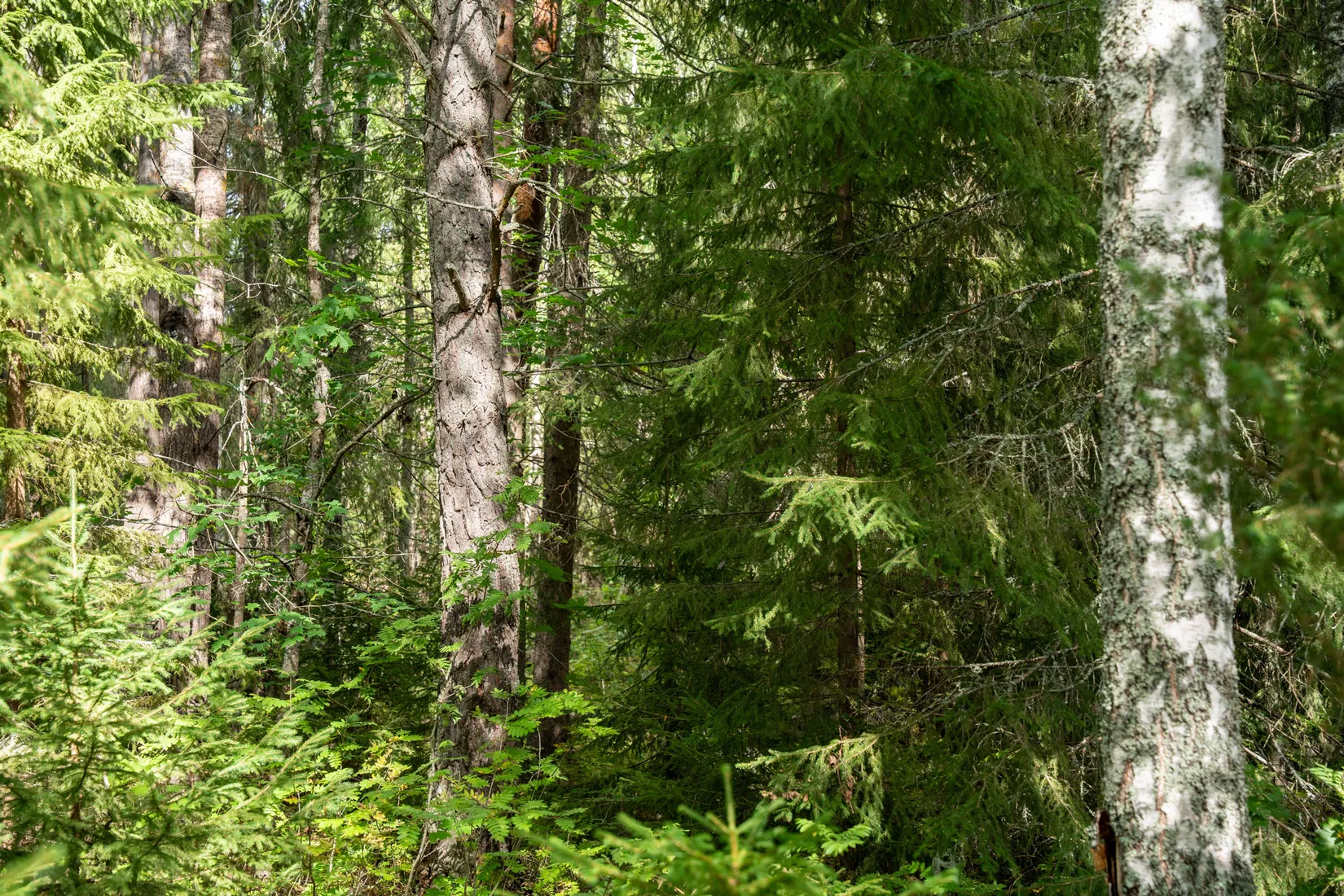 Villa, Undrom 252, Sollefteå
