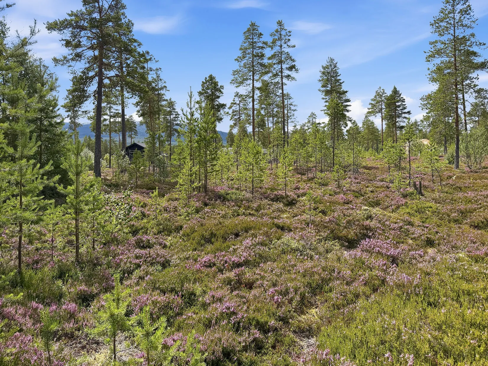Tomt, Fulunäs Elins väg 6, Gräsheden, Malung-Sälen