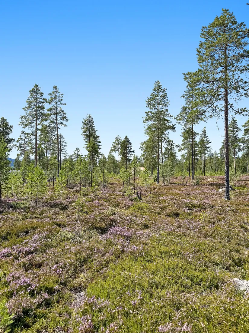 Tomt, Fulunäs Elins väg 6, Gräsheden, Malung-Sälen