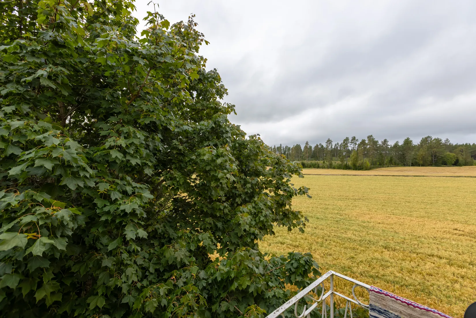 Gård/Skog, Bäck 161, Bygdeå, Robertsfors