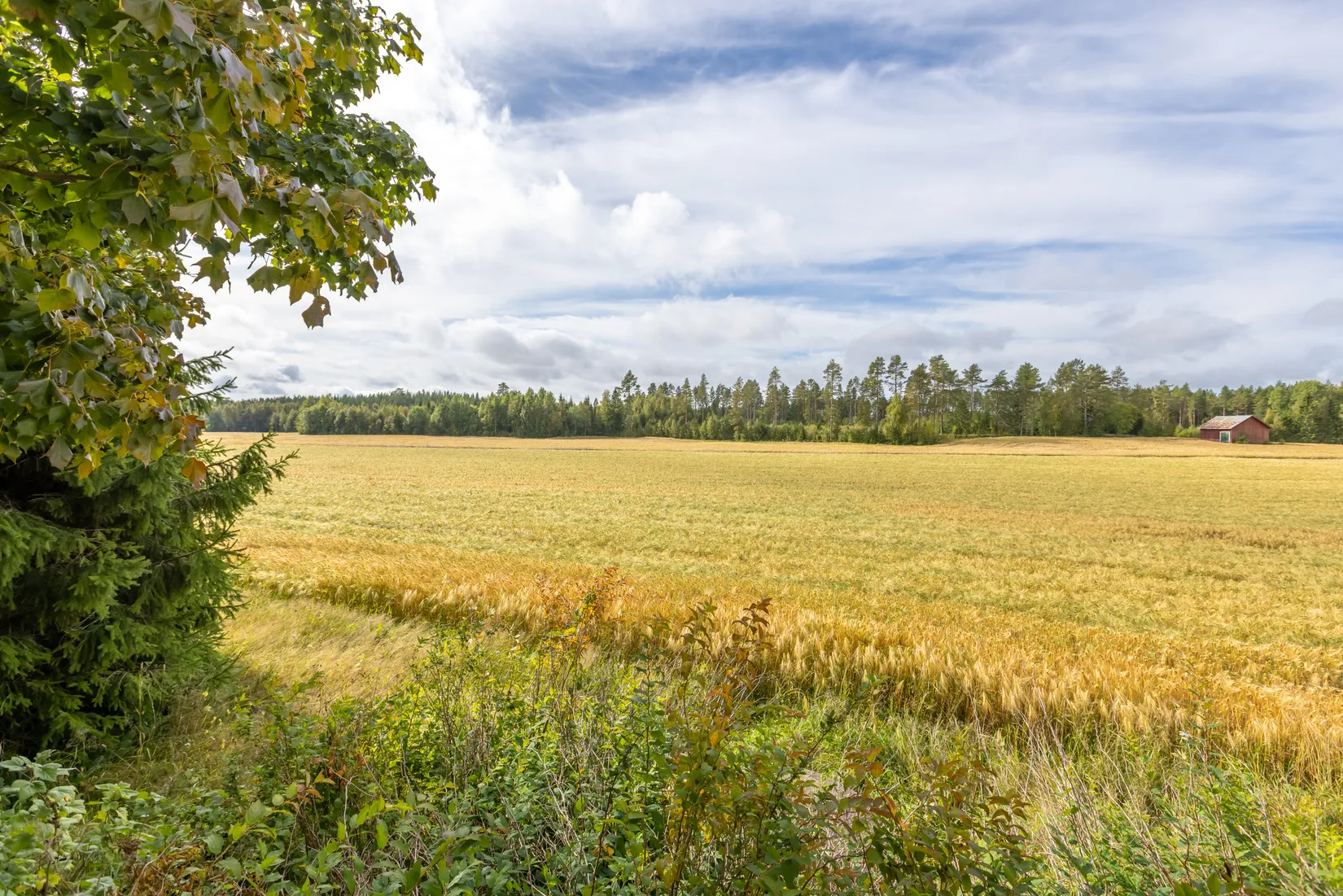 Gård/Skog, Bäck 161, Bygdeå, Robertsfors